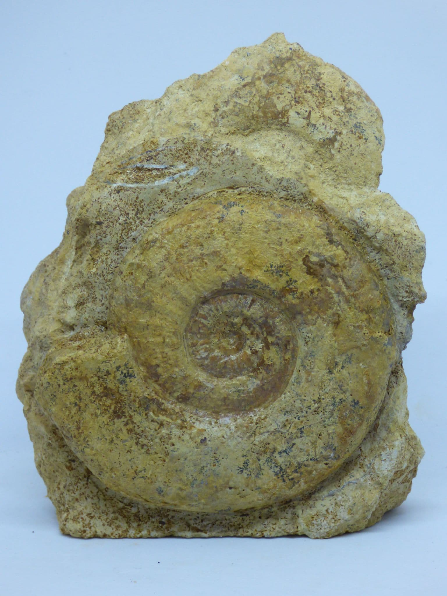 Large 1.7kg Freestanding Jurassic Fossil Ammonite Brasilia Bradfordensis Dorset (1)