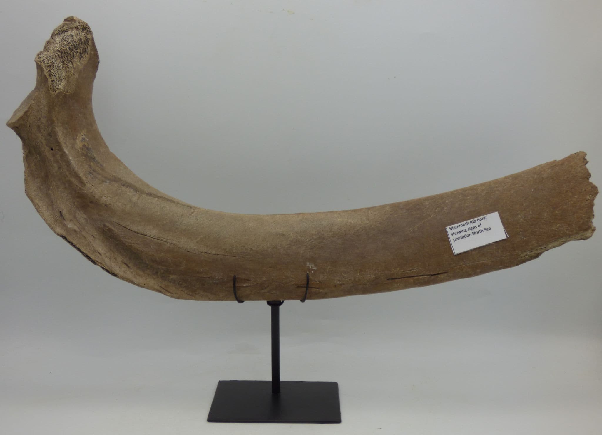 Large 39cm  Fossil Ice Age  Mammoth  Rib Bone Section with Metal  Display Stand