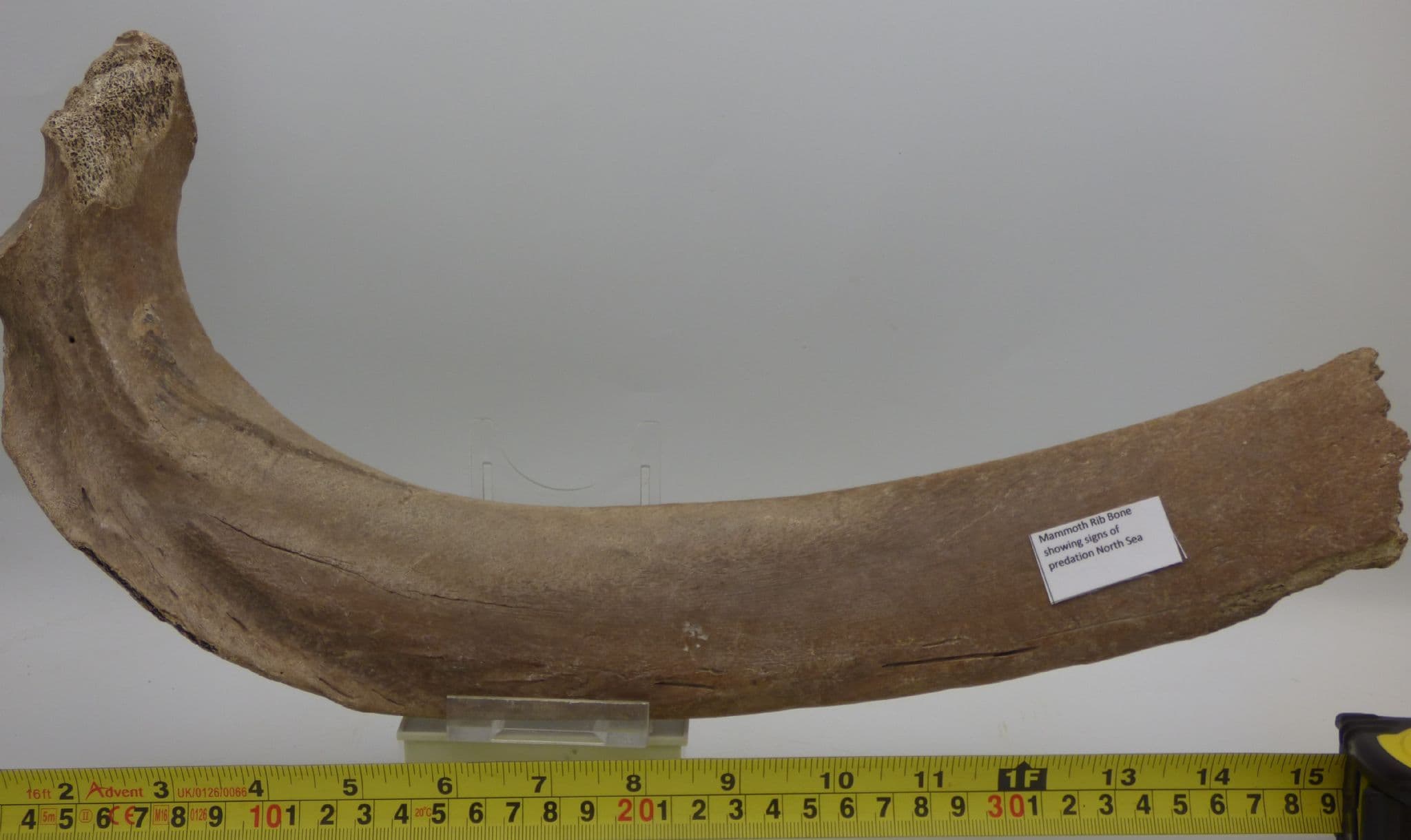 Large 39cm  Fossil Ice Age  Mammoth  Rib Bone Section with Metal  Display Stand