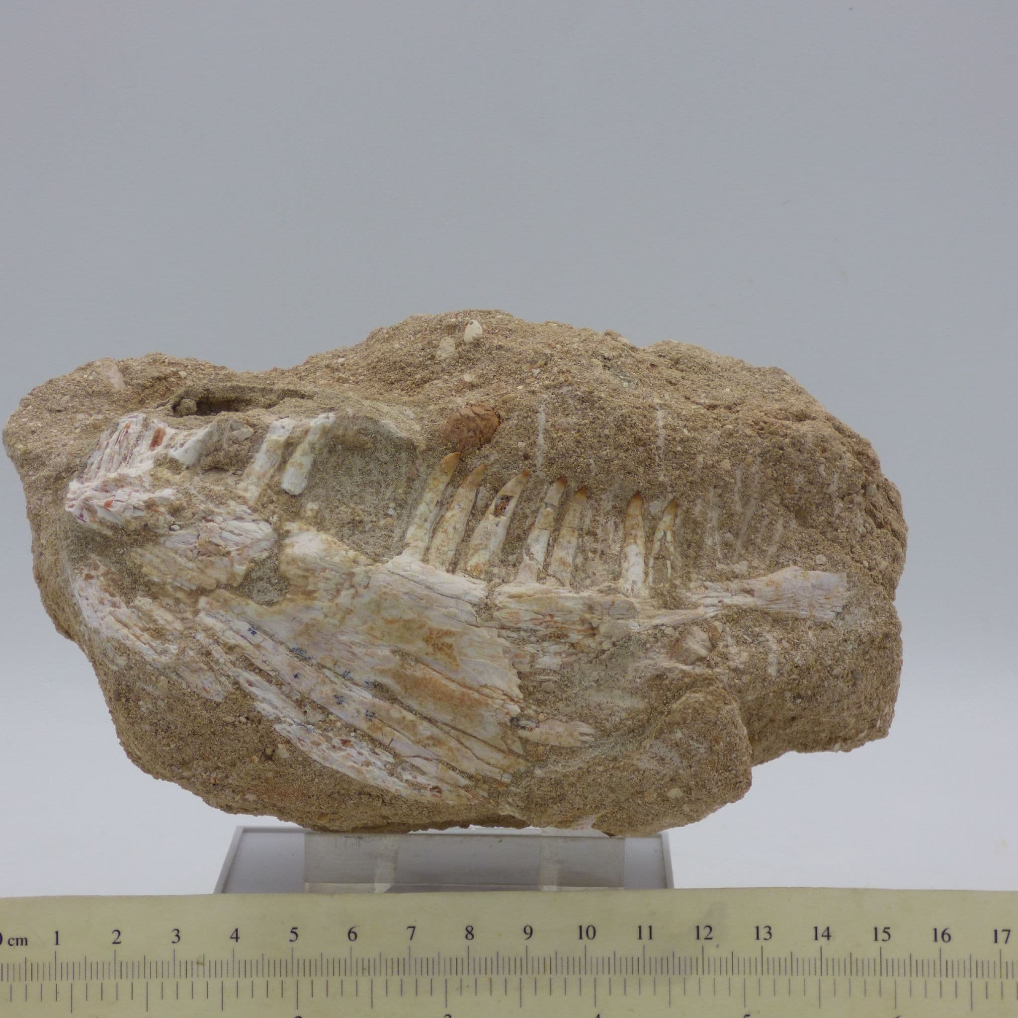 Large Cretaceous Fossil Enchodus teeth In Jaw Morocco