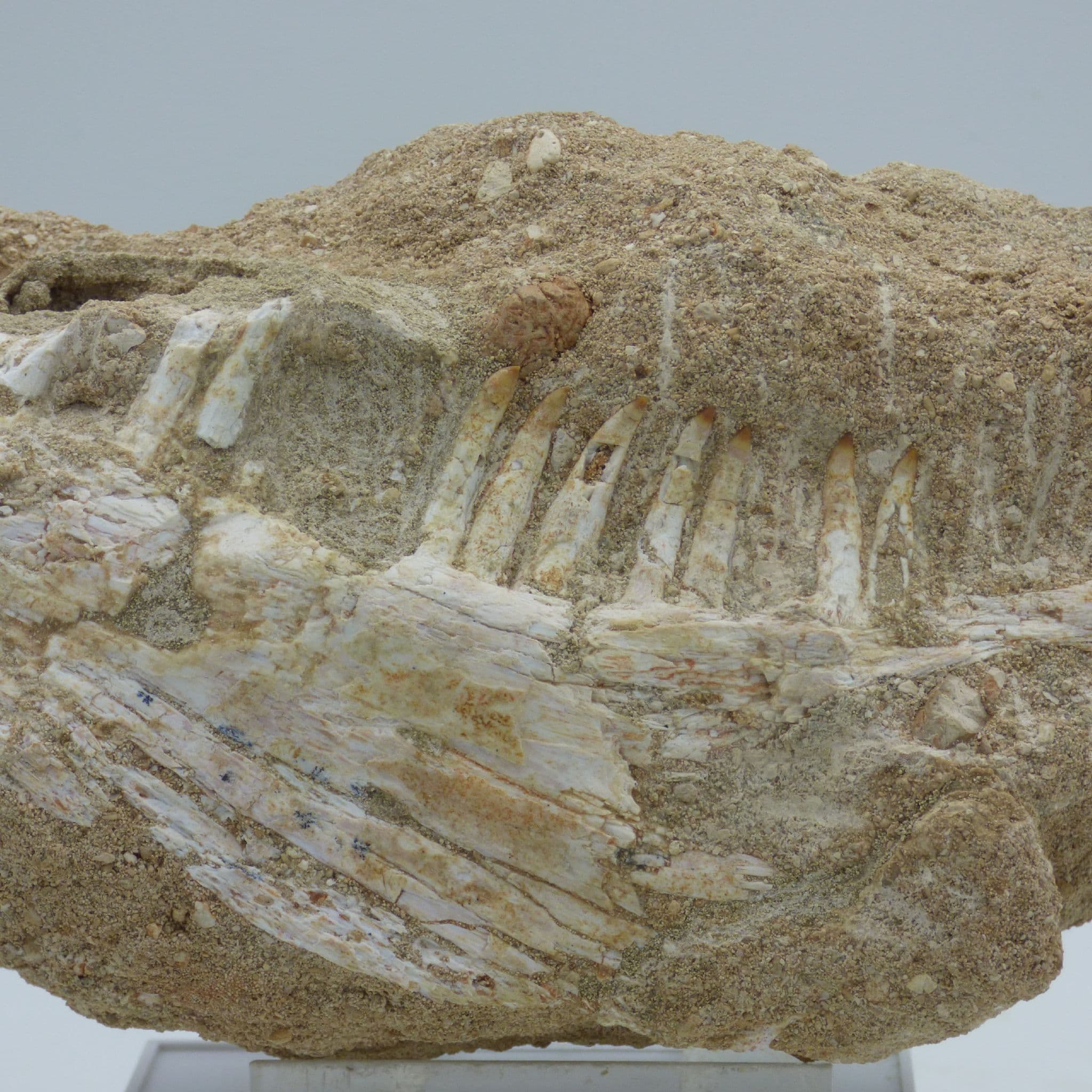 Large Cretaceous Fossil Enchodus teeth In Jaw Morocco