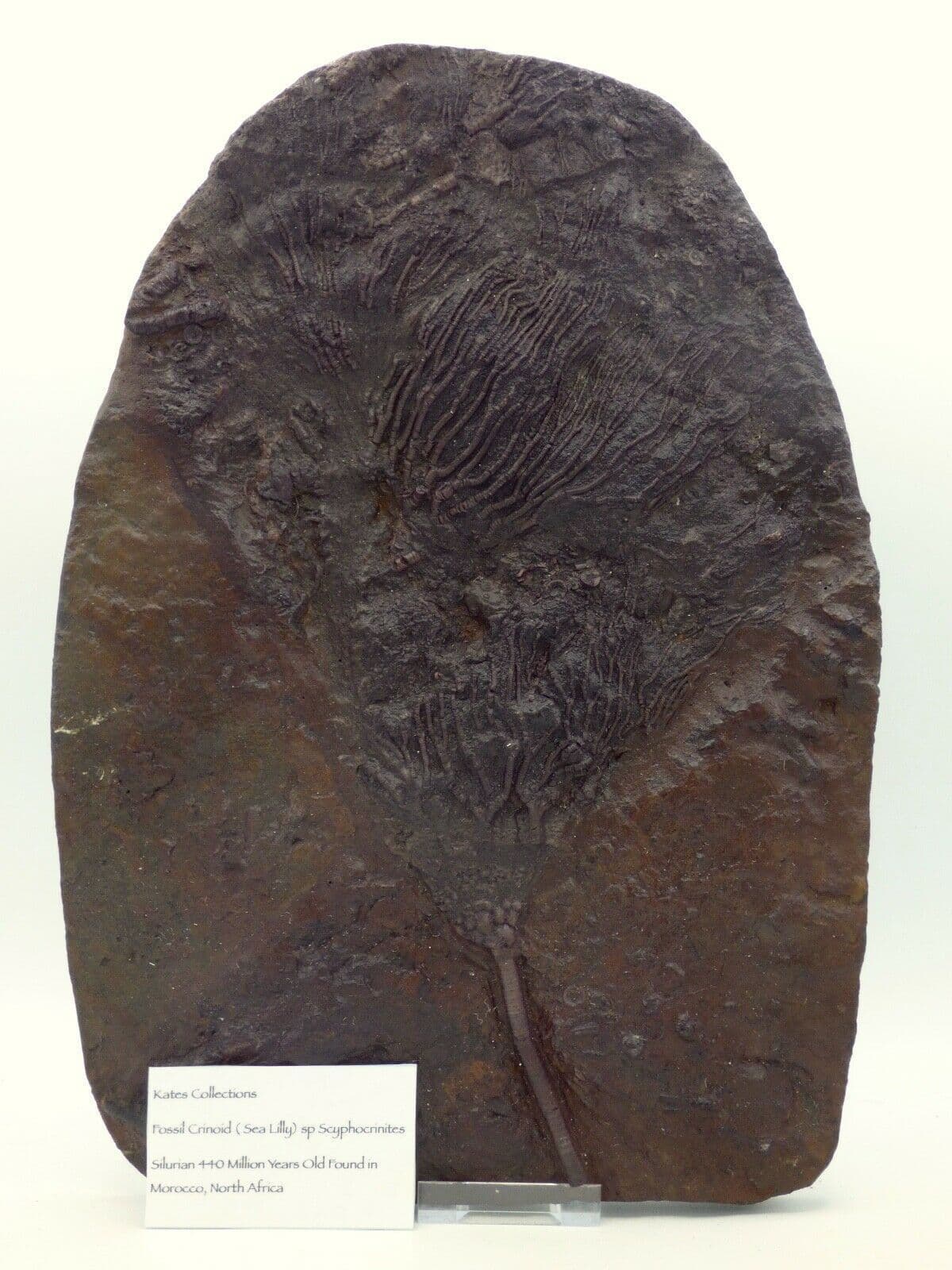 Large Crinoid Fossil ( Sea Lilly) Scyphocrinites  440 MYO 35 x 25cm  4 kg