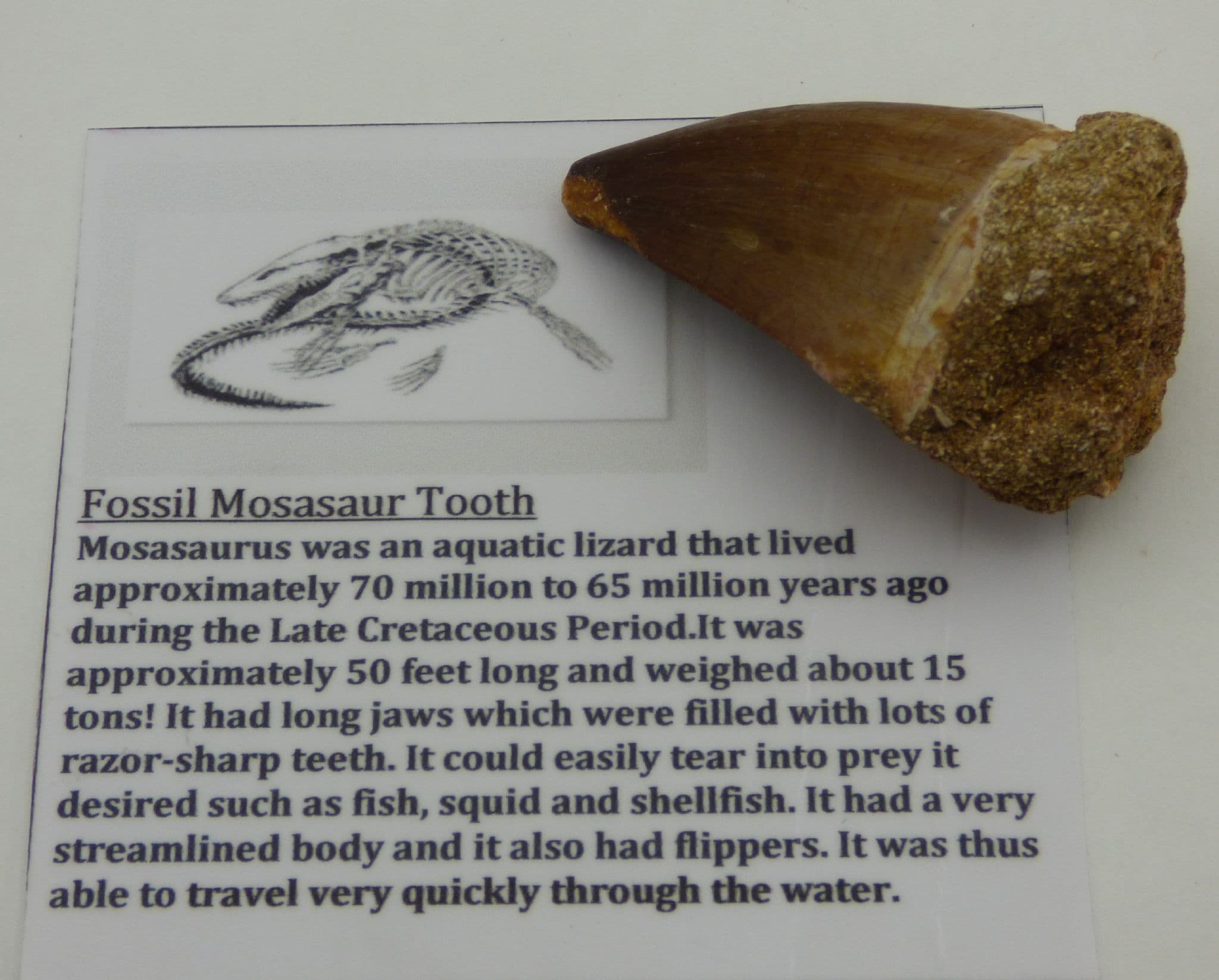 Large  Fossil Mosasaur Tooth  with display stand.