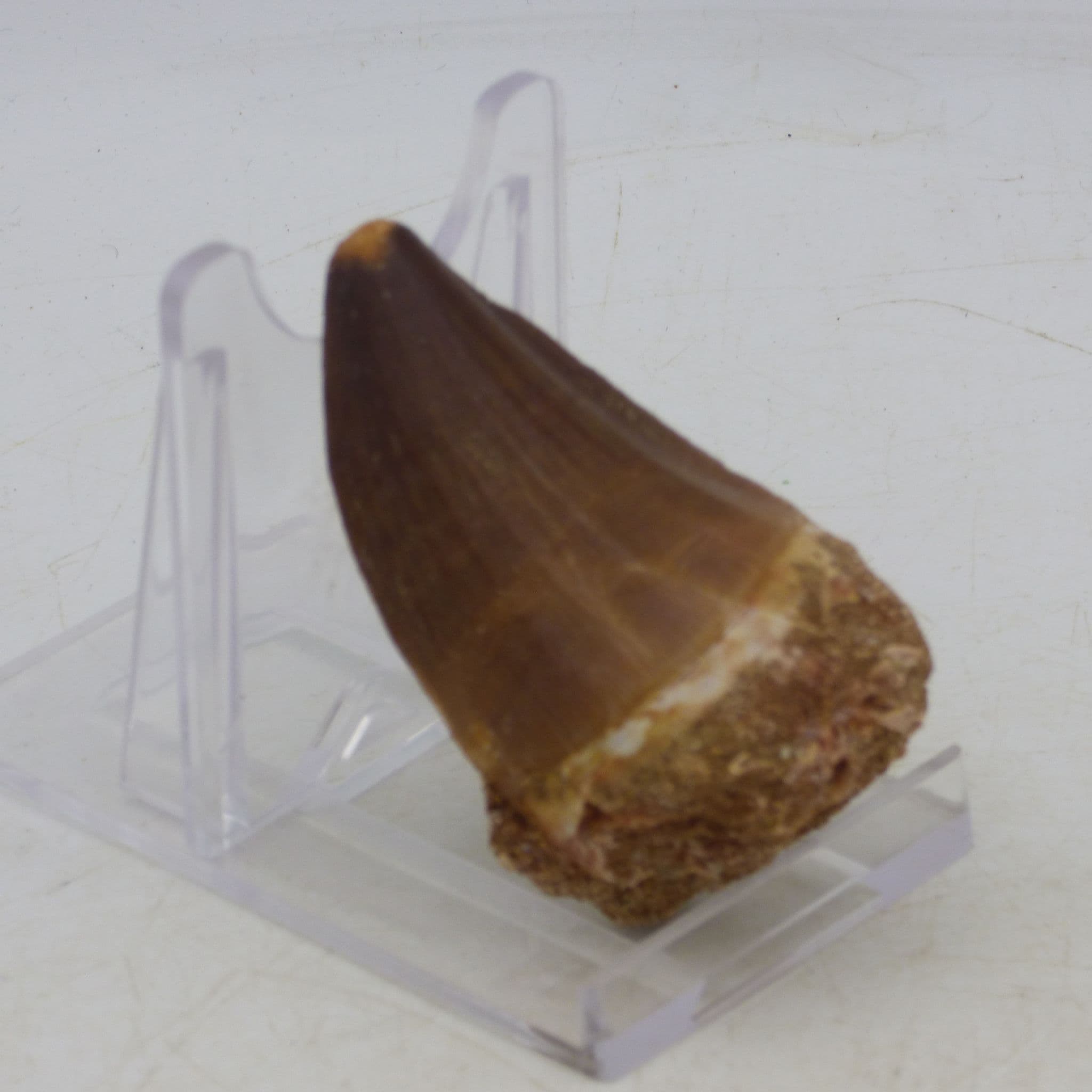 Large  Fossil Mosasaur Tooth  with display stand.