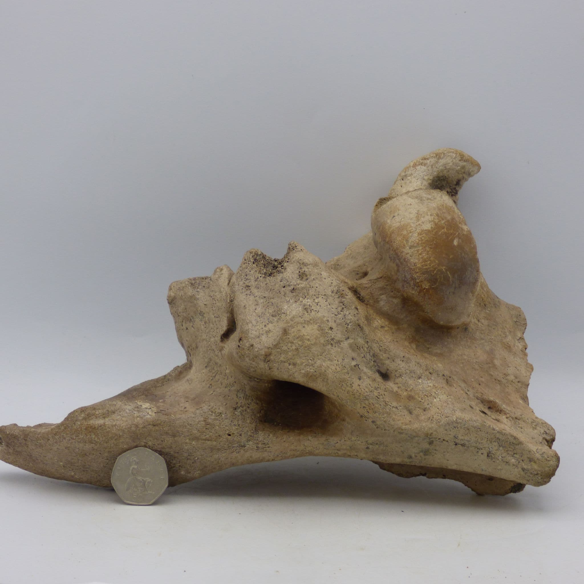 Large Fossil Bone Auroch Bos Primigenius Norfolk Pleistocene Stand