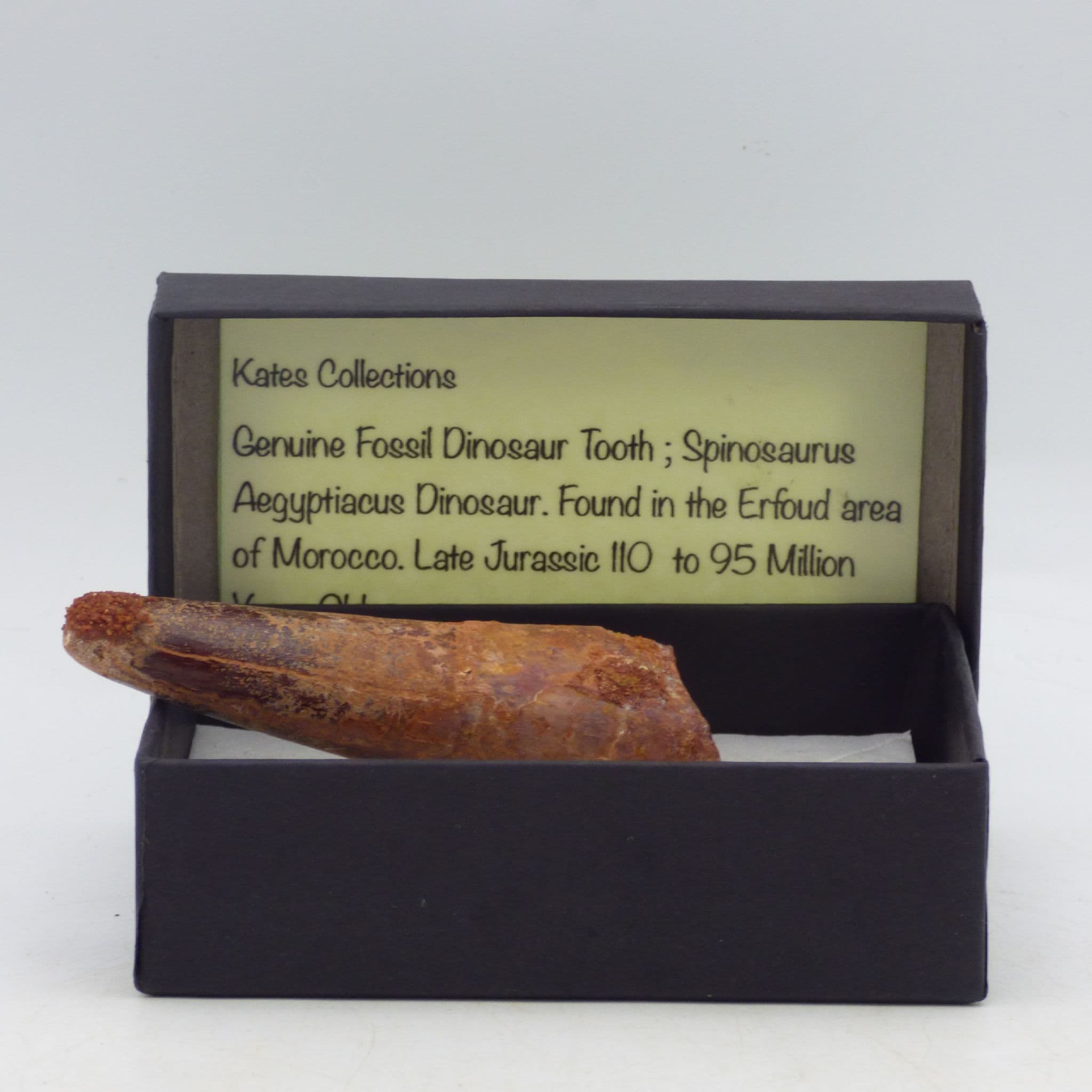 Large Fossil Spinosaurus Tooth 7 cm with display stand + Boxed