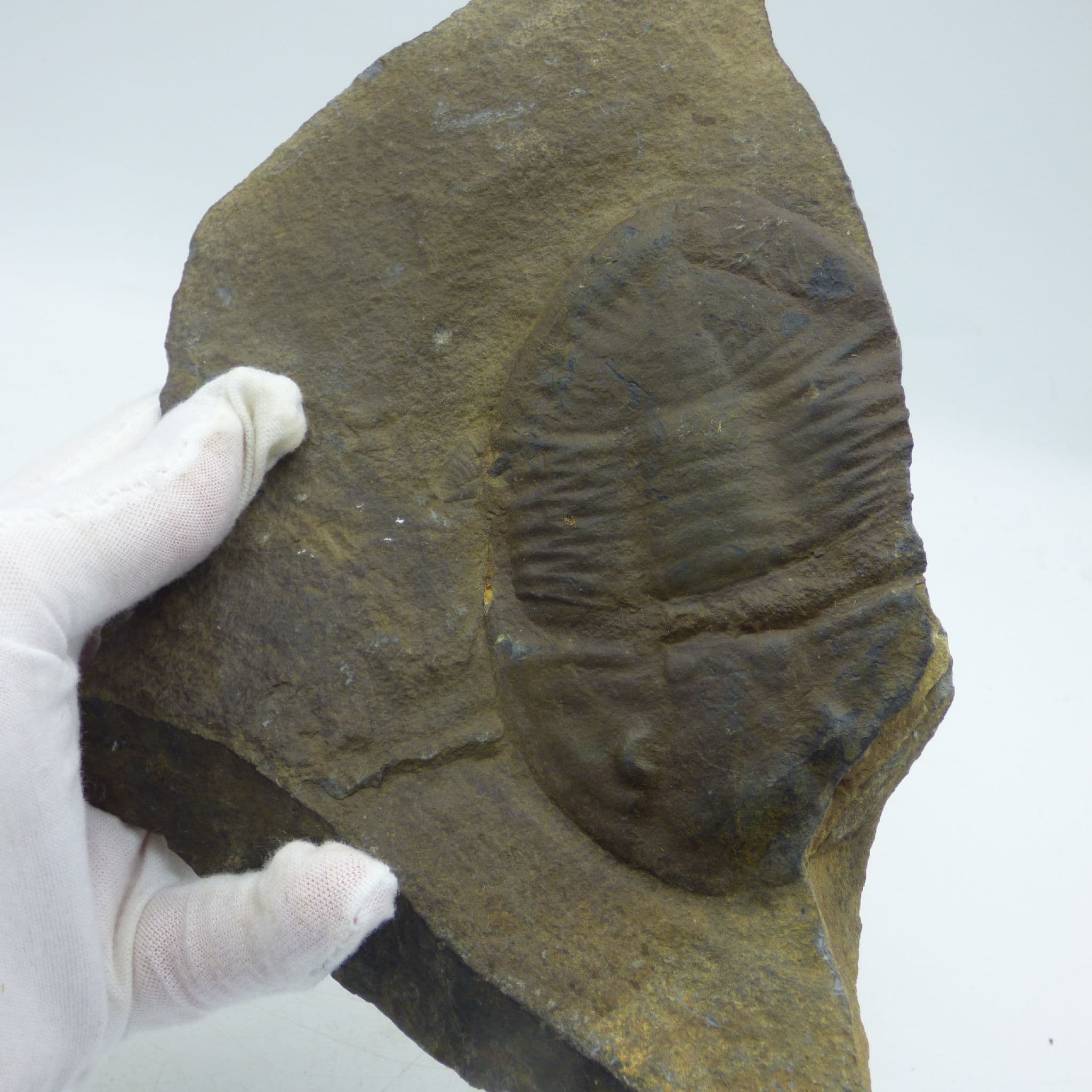 Large Fossil Trilobite Ogyginus Corndensis Powys Wales UK