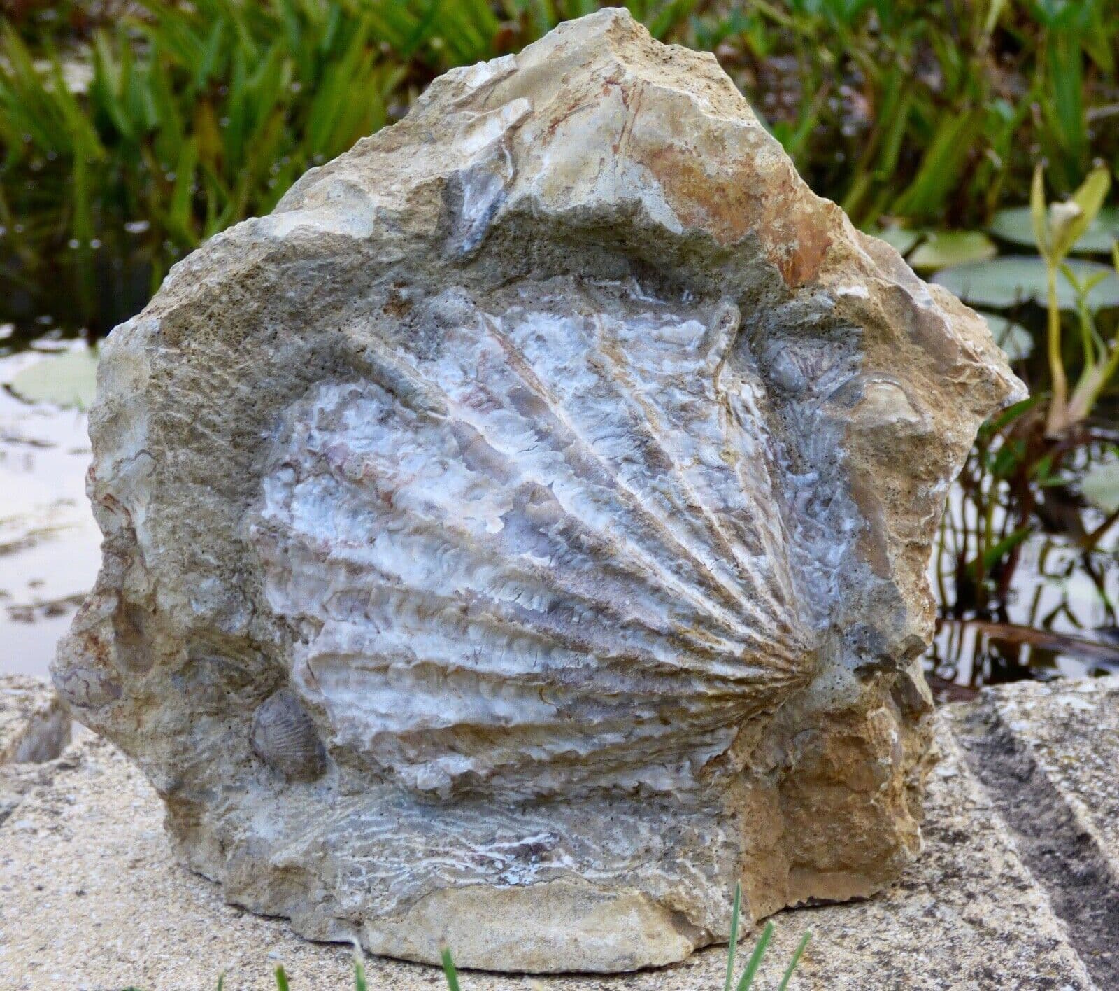 Large  Freestanding Jurassic Bivalve Ctenostreon Rugosum from Dorset 2.8 kg