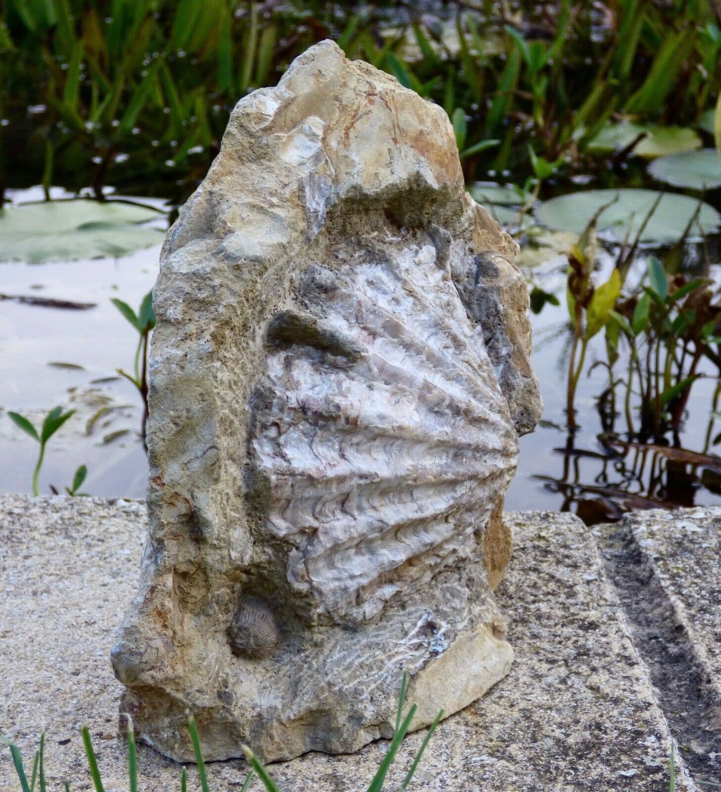 Large  Freestanding Jurassic Bivalve Ctenostreon Rugosum from Dorset 2.8 kg