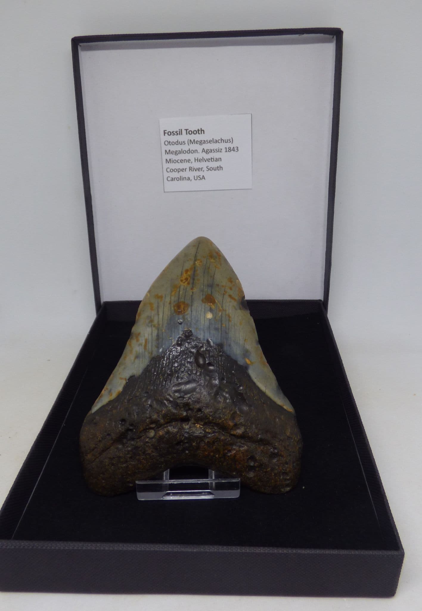 Large Gift Boxed Fossil Shark Tooth Otodus  Megalodon (  Megaselachus) South Carolina