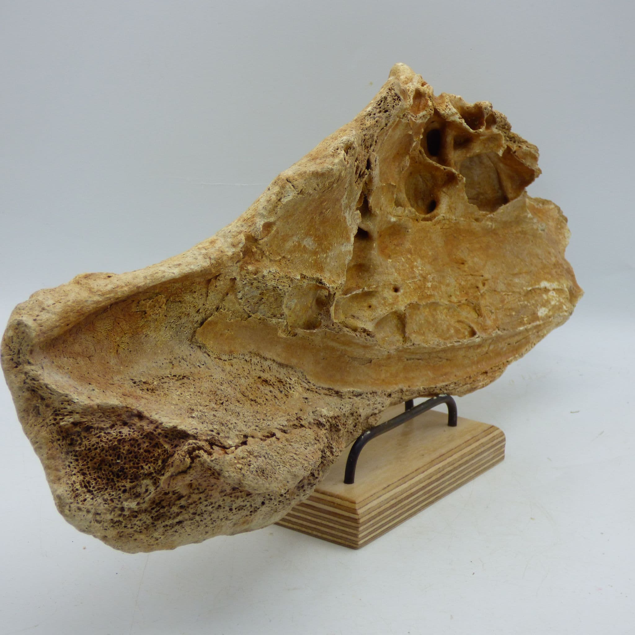 Large Ice Age Fossil Woolly Rhinoceros Skull Section 39x 13 cm  Oxfordshire UK