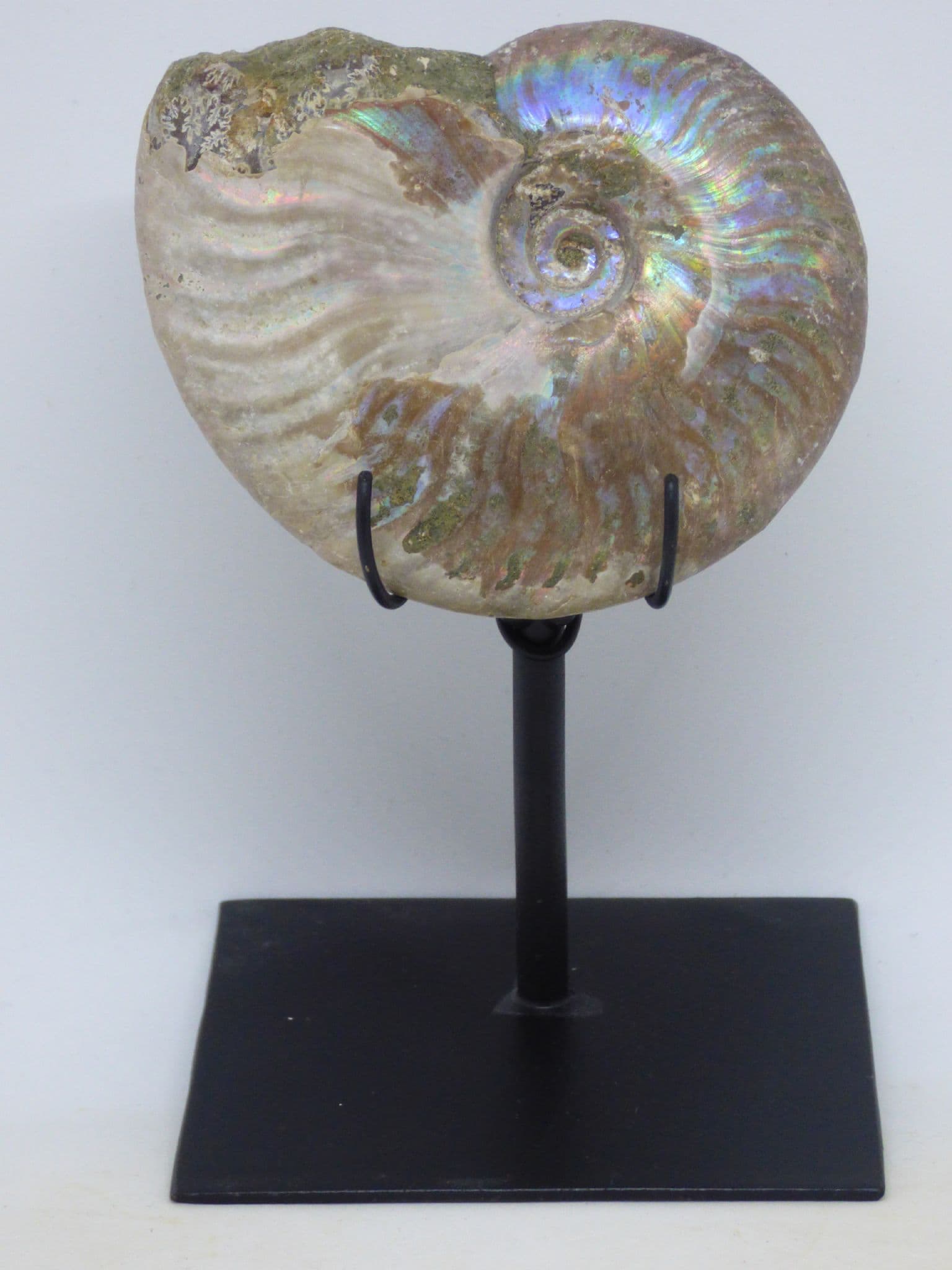 Large Iridescent Ammonite Fossil 10.3 x 8.3 cm 298 gm120 MYO Steel Display Stand