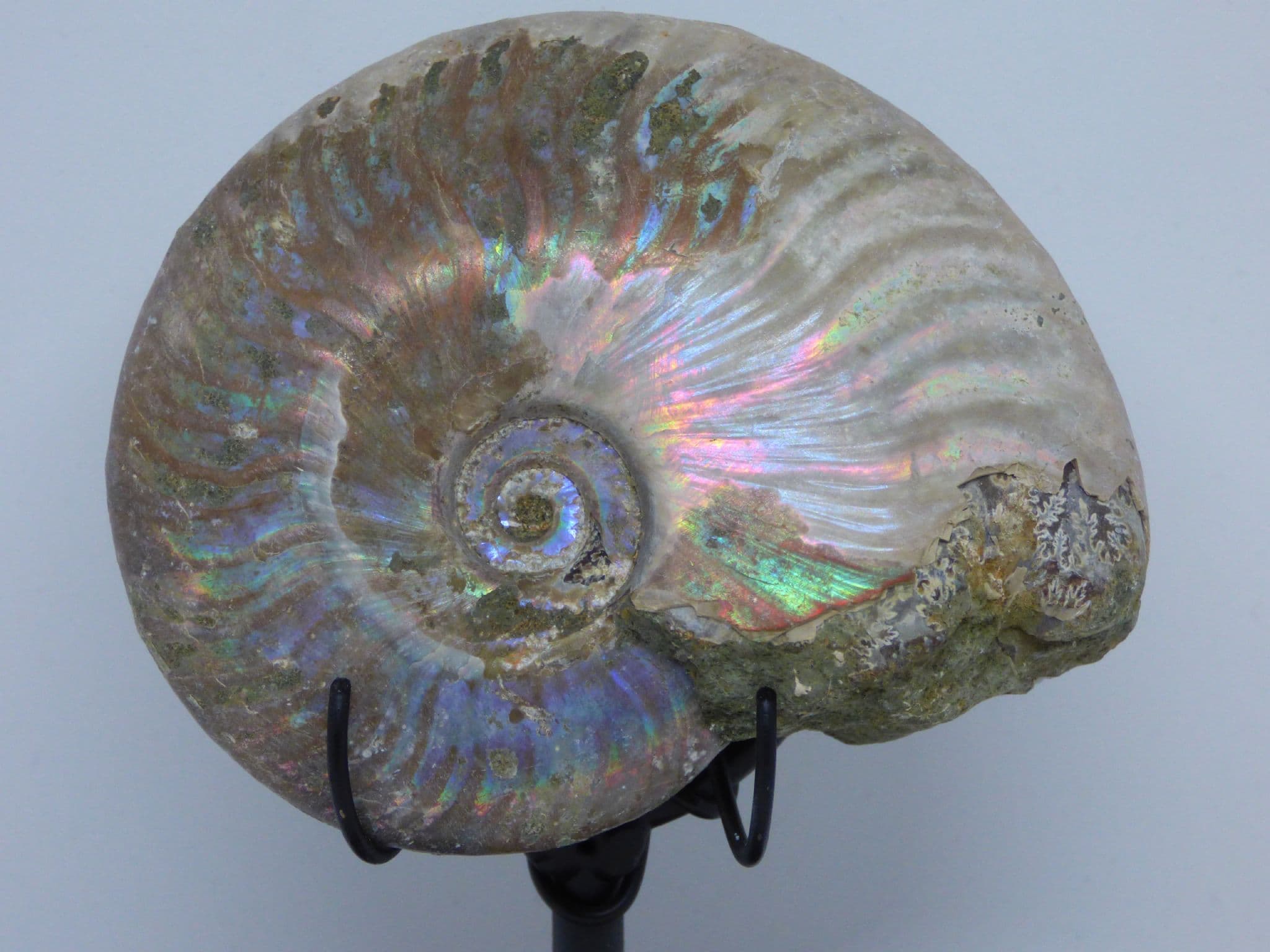 Large Iridescent Ammonite Fossil 10.3 x 8.3 cm 298 gm120 MYO Steel Display Stand