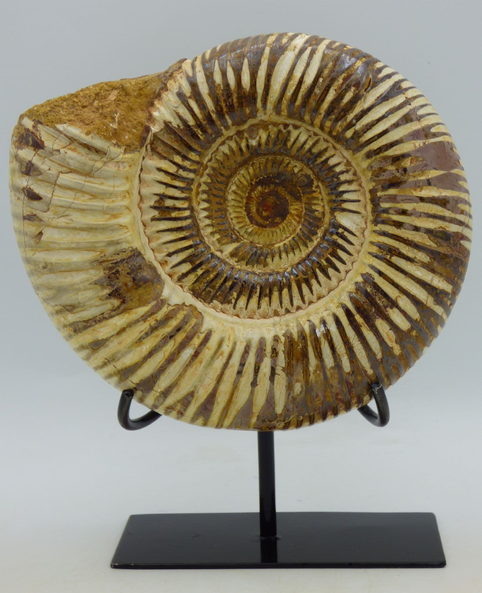 Large Jurassic Fossil Perispinctes Ammonite with Steel Display Stand