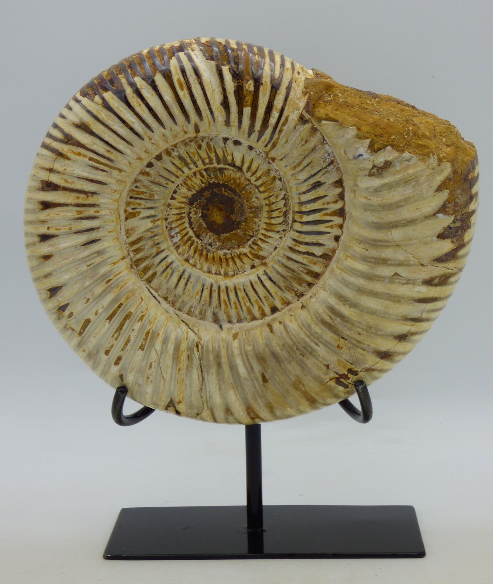 Large Jurassic Fossil Perispinctes Ammonite with Steel Display Stand