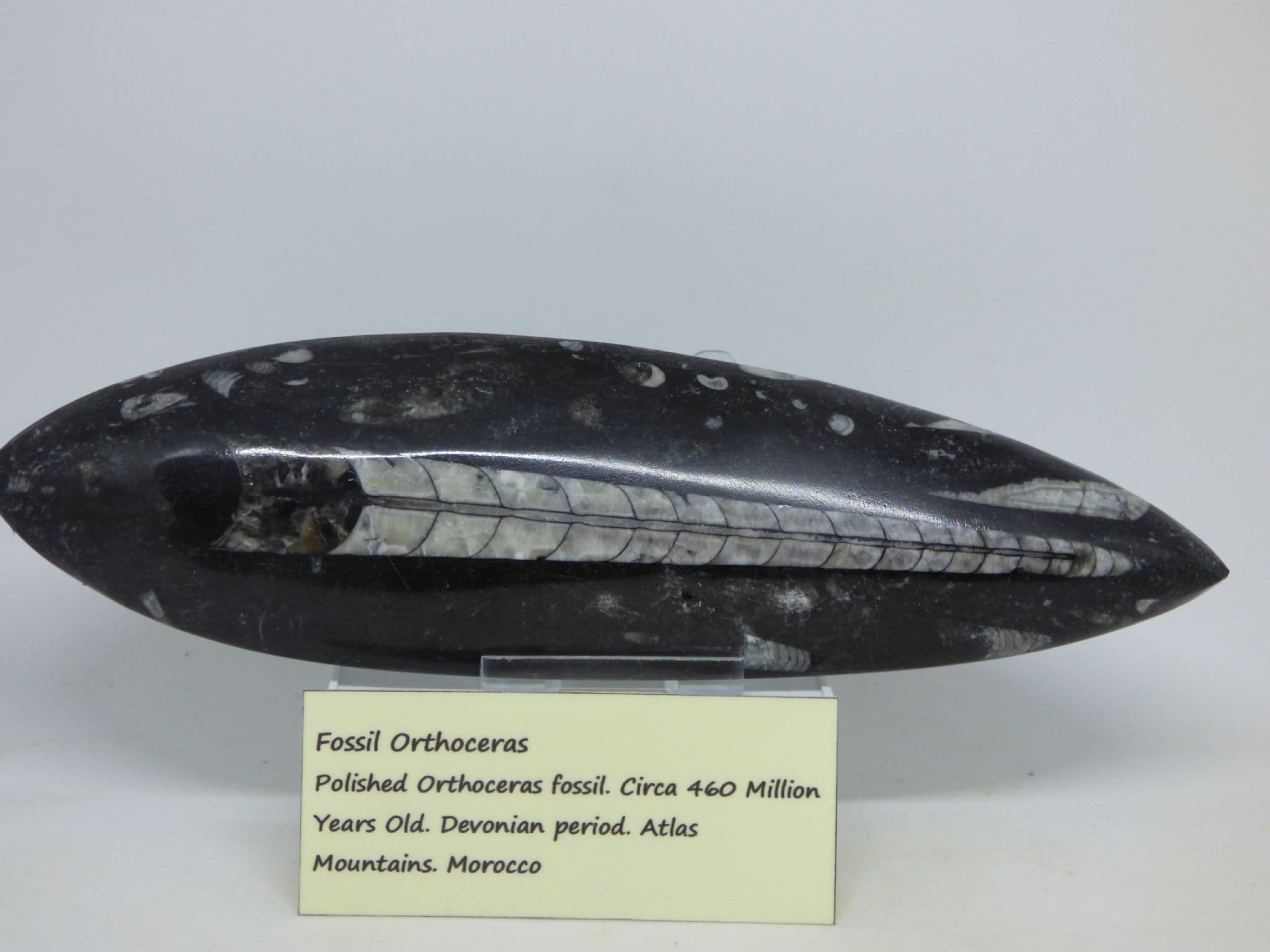 Large Orthoceras Fossil with Display Stand and Information Sheet -