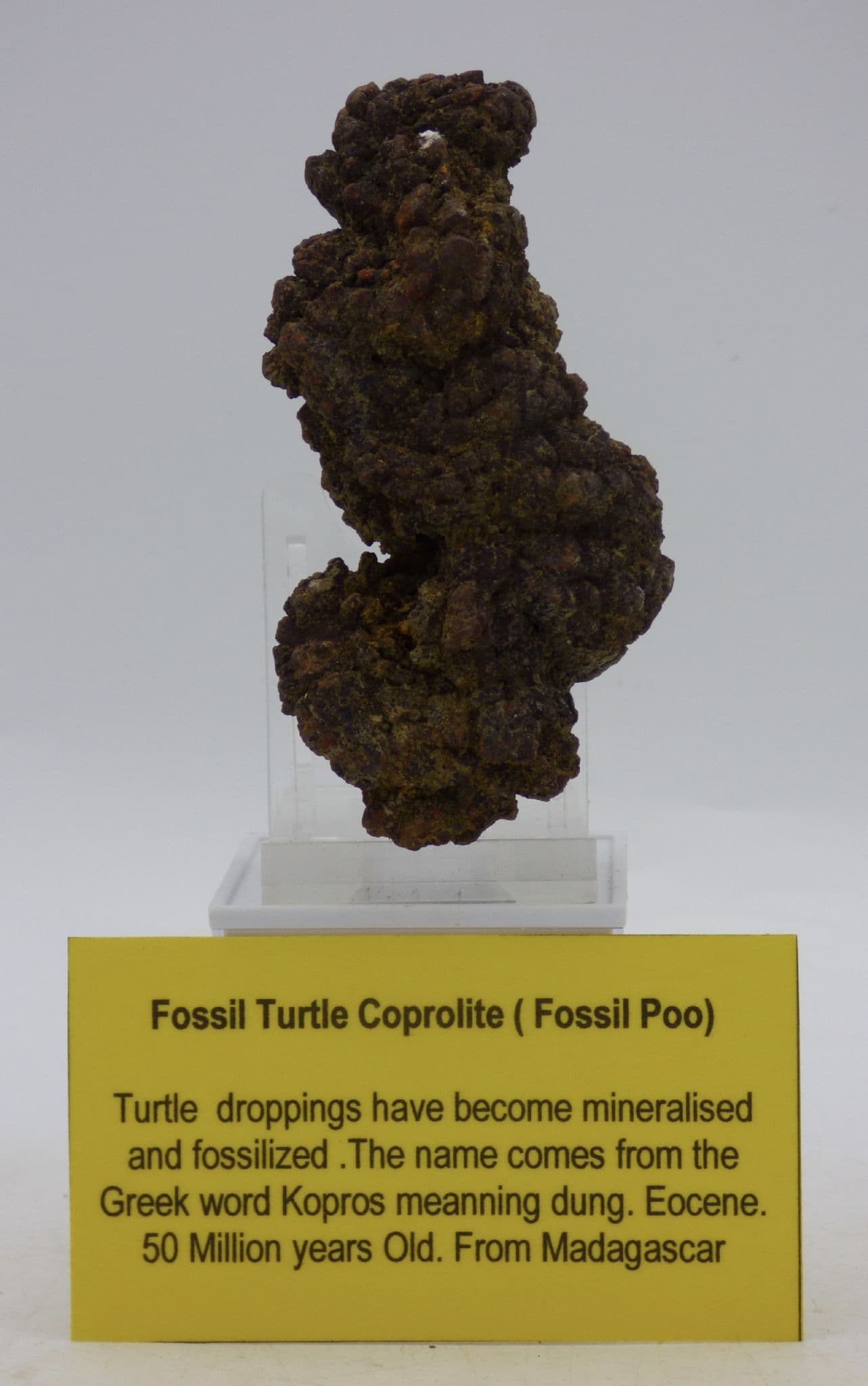 Large Prehistoric  Fossil Coprolite ( Poo) Marine Turtle 50 MYO + Display Stand