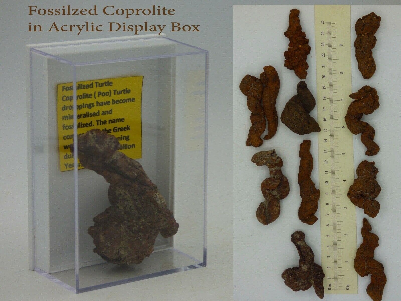 Medium  Prehistoric  Fossil Coprolite ( Poo) Marine Turtle 50 MYO  Display Box