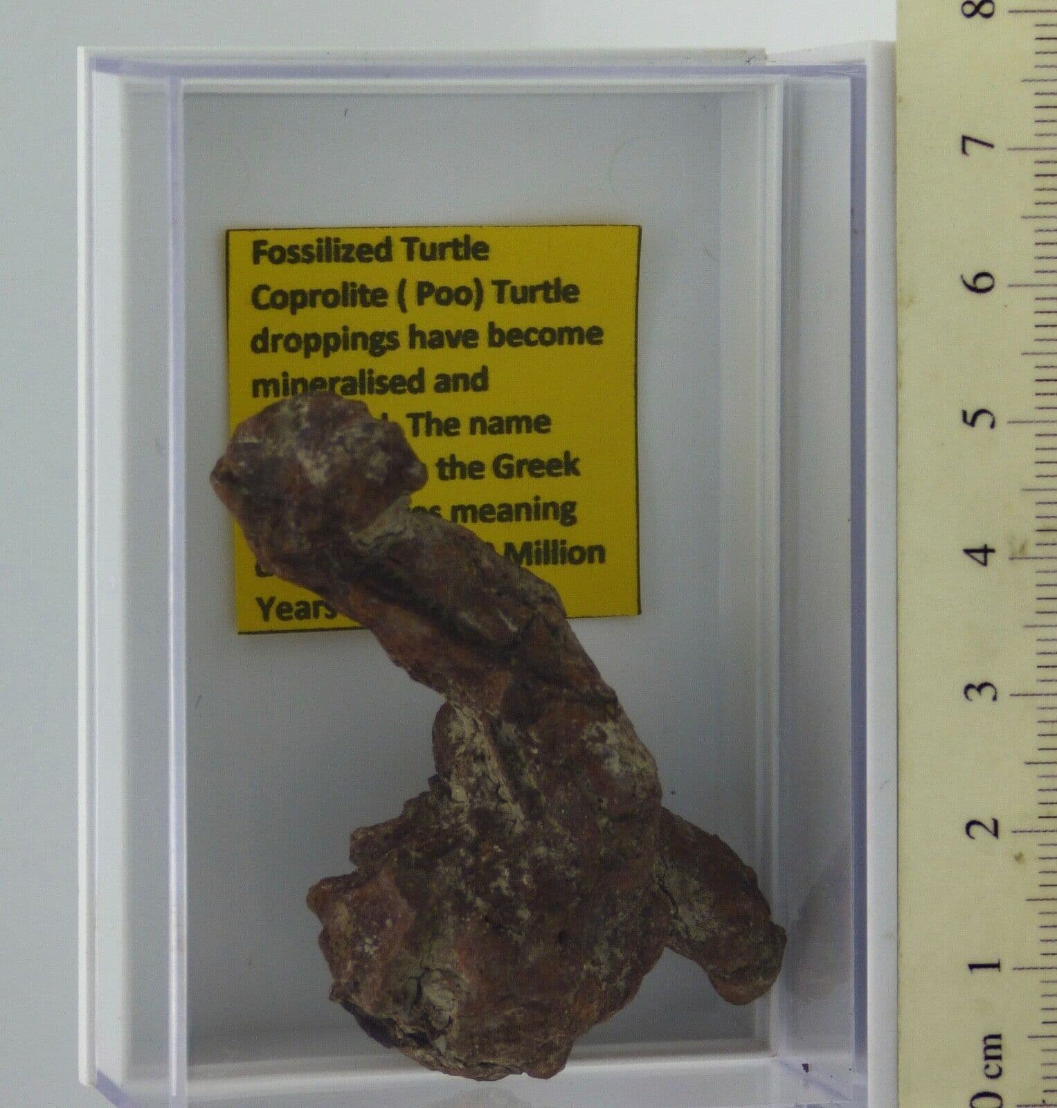 Medium  Prehistoric  Fossil Coprolite ( Poo) Marine Turtle 50 MYO  Display Box