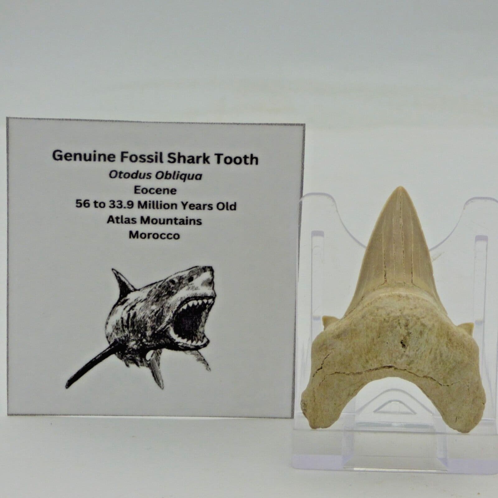 Medium Prehistoric Predatory Fossil Shark Tooth 50 to 58 mm Display Stand + Card