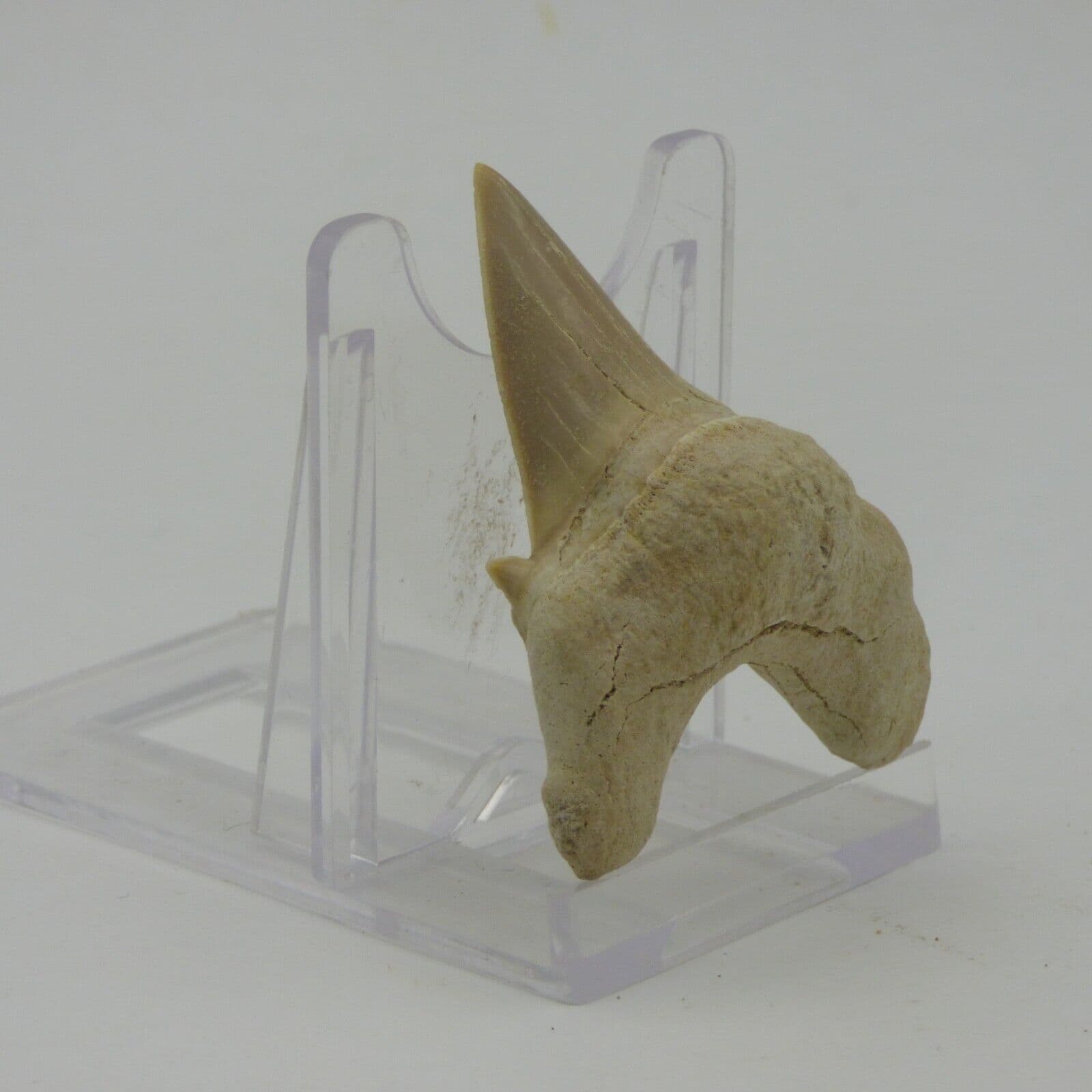 Medium Prehistoric Predatory Fossil Shark Tooth 50 to 58 mm Display Stand + Card