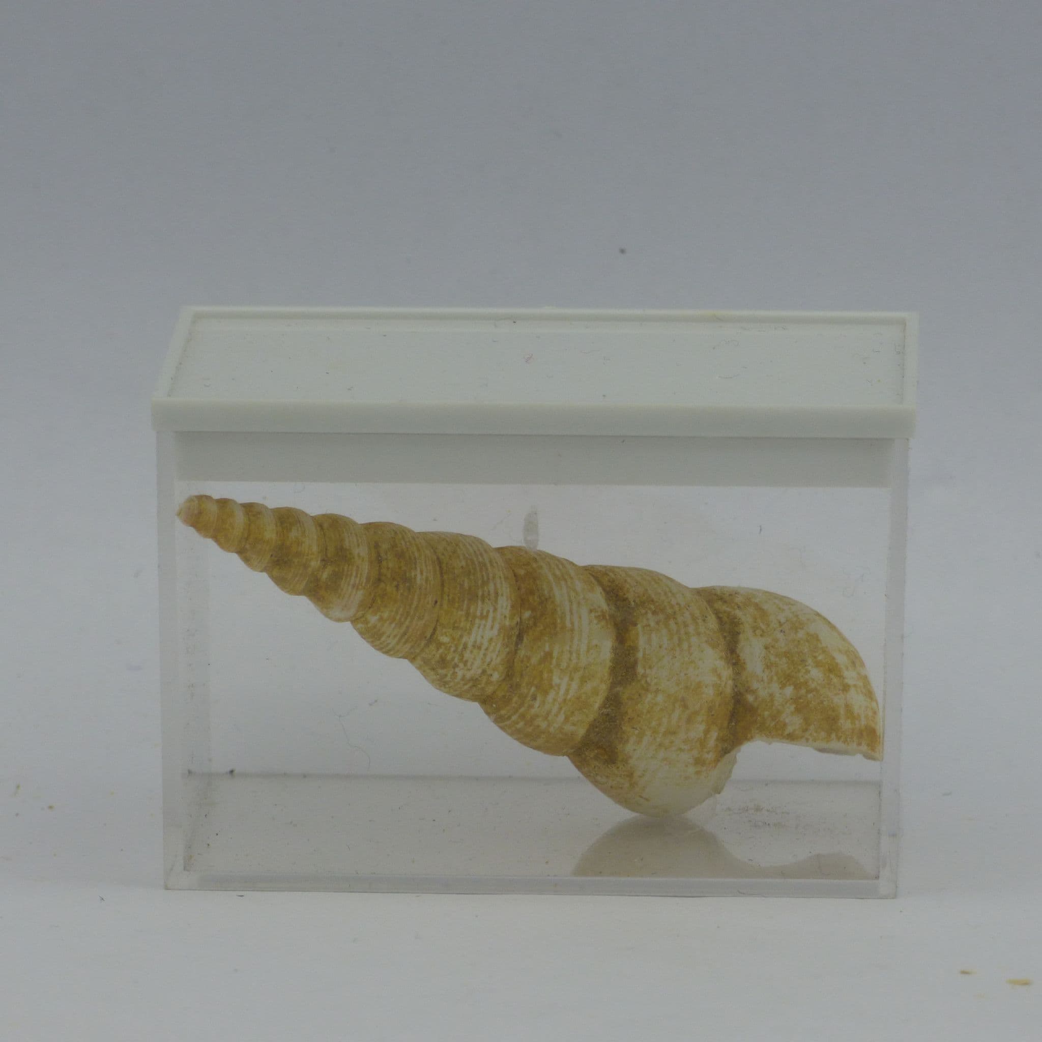 Miocene Fossil Gastropod Turritella Terebralis in Collectors Box