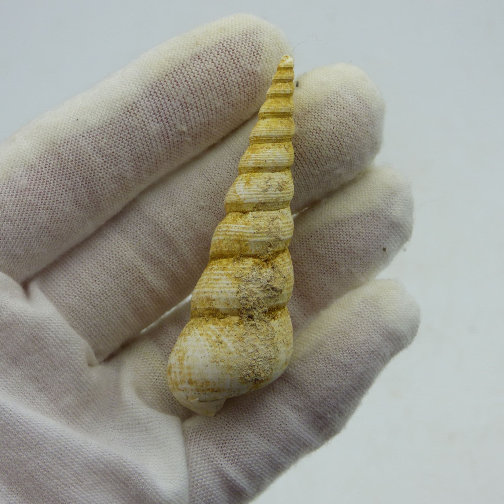 Miocene Fossil Gastropod Turritella Terebralis in Collectors Box