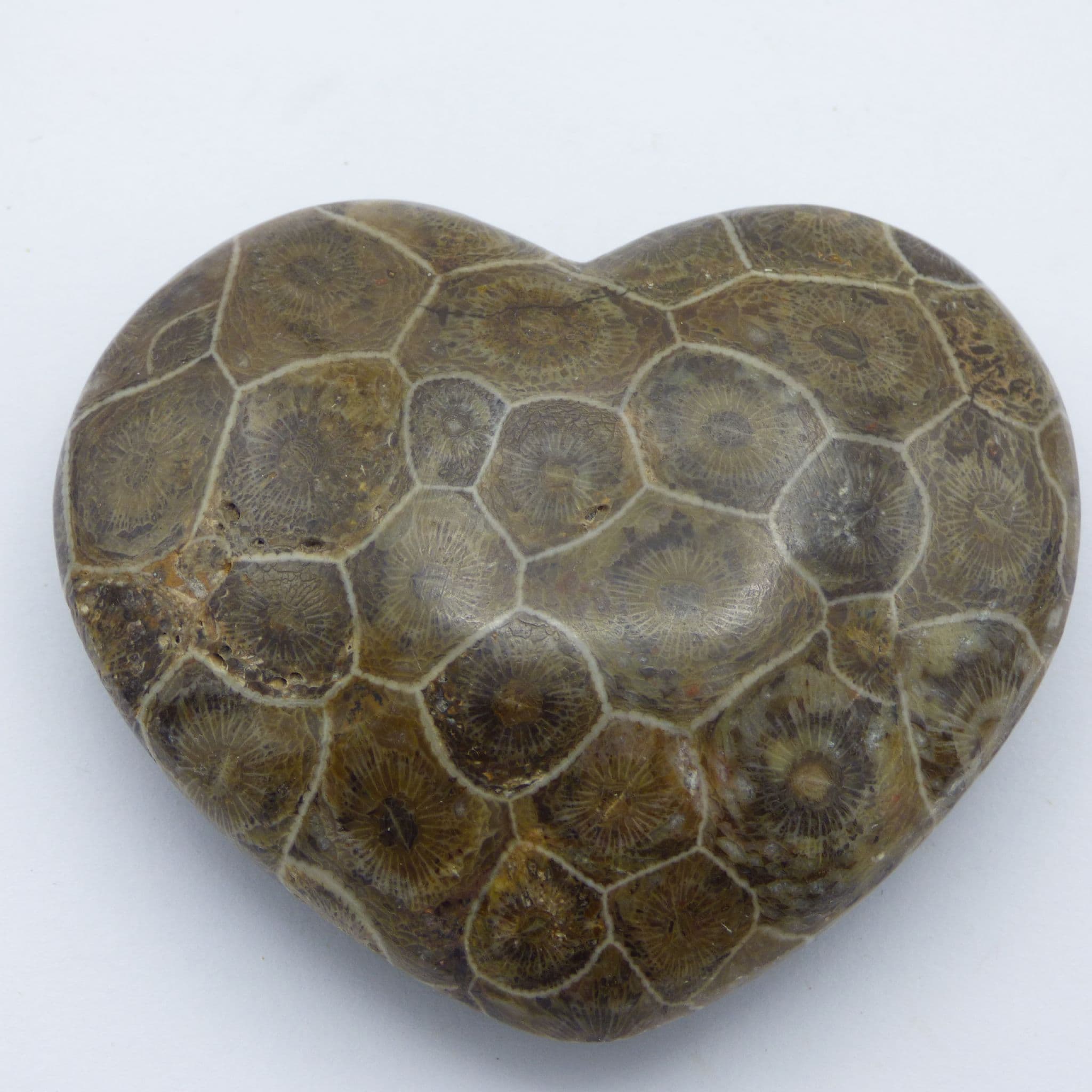 new Detailed Fossil Coral Hexagonia  Heart with Acrylic Display Stand