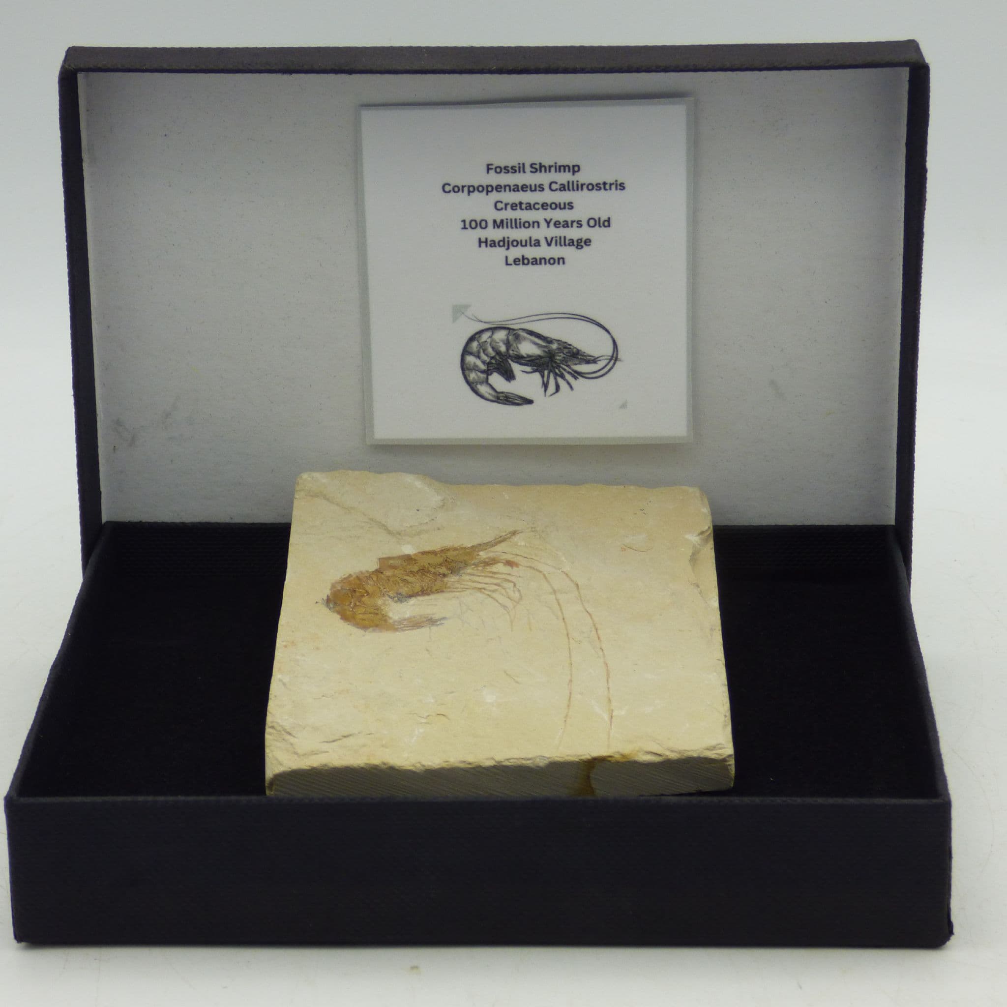 Nicely Detailed Fossil Shrimp Lebanon  Gift Boxed + display stand