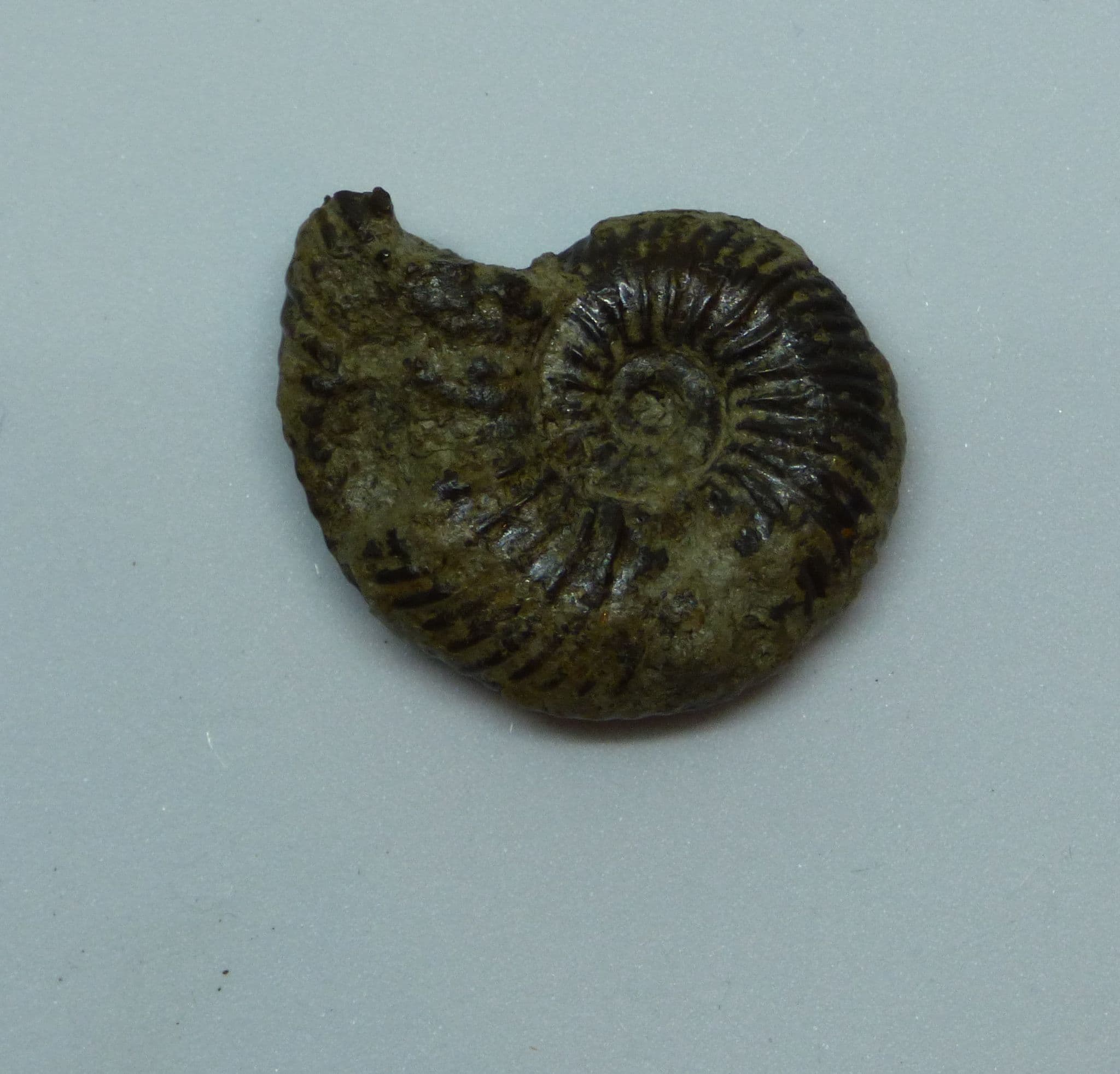 One Jurassic Coast  Pyritized Ammonite Quenstedtoceras Fossi in Collectors Box