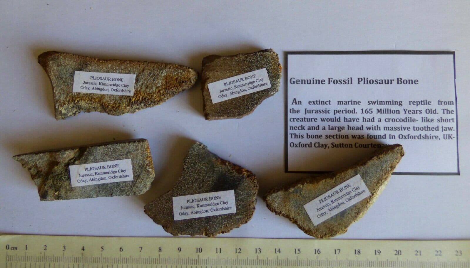 One Piece of Fossil Jurassic  Marine Reptile Bone -Pliosaur Oxfordshire UK