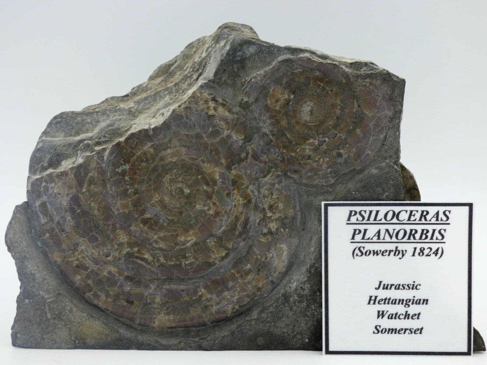 Pair Jurassic Psiloceras ( Caloceras) Ammonite Fossils10.6 cm 482gm Somerset UK