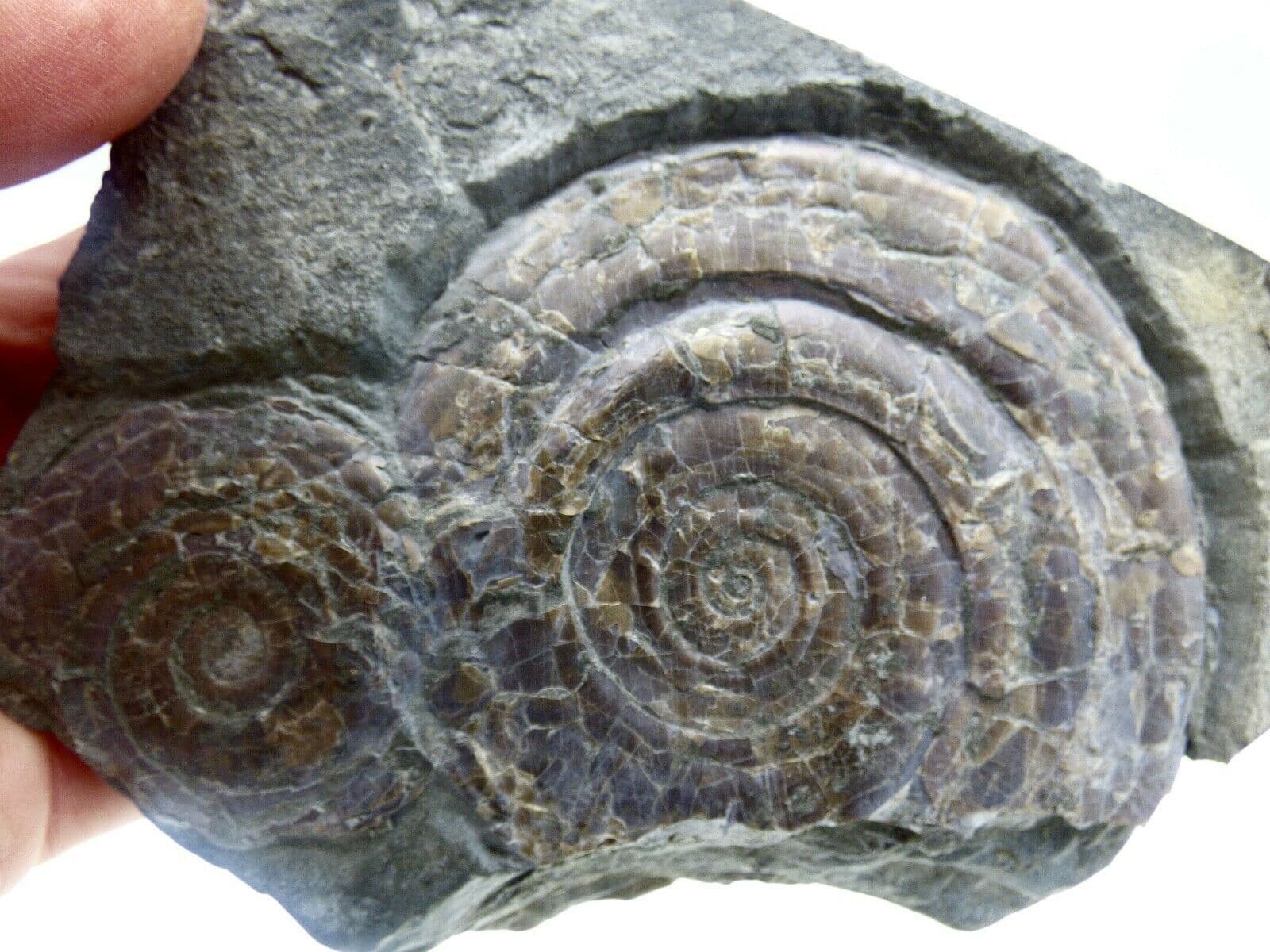 Pair Jurassic Psiloceras ( Caloceras) Ammonite Fossils10.6 cm 482gm Somerset UK