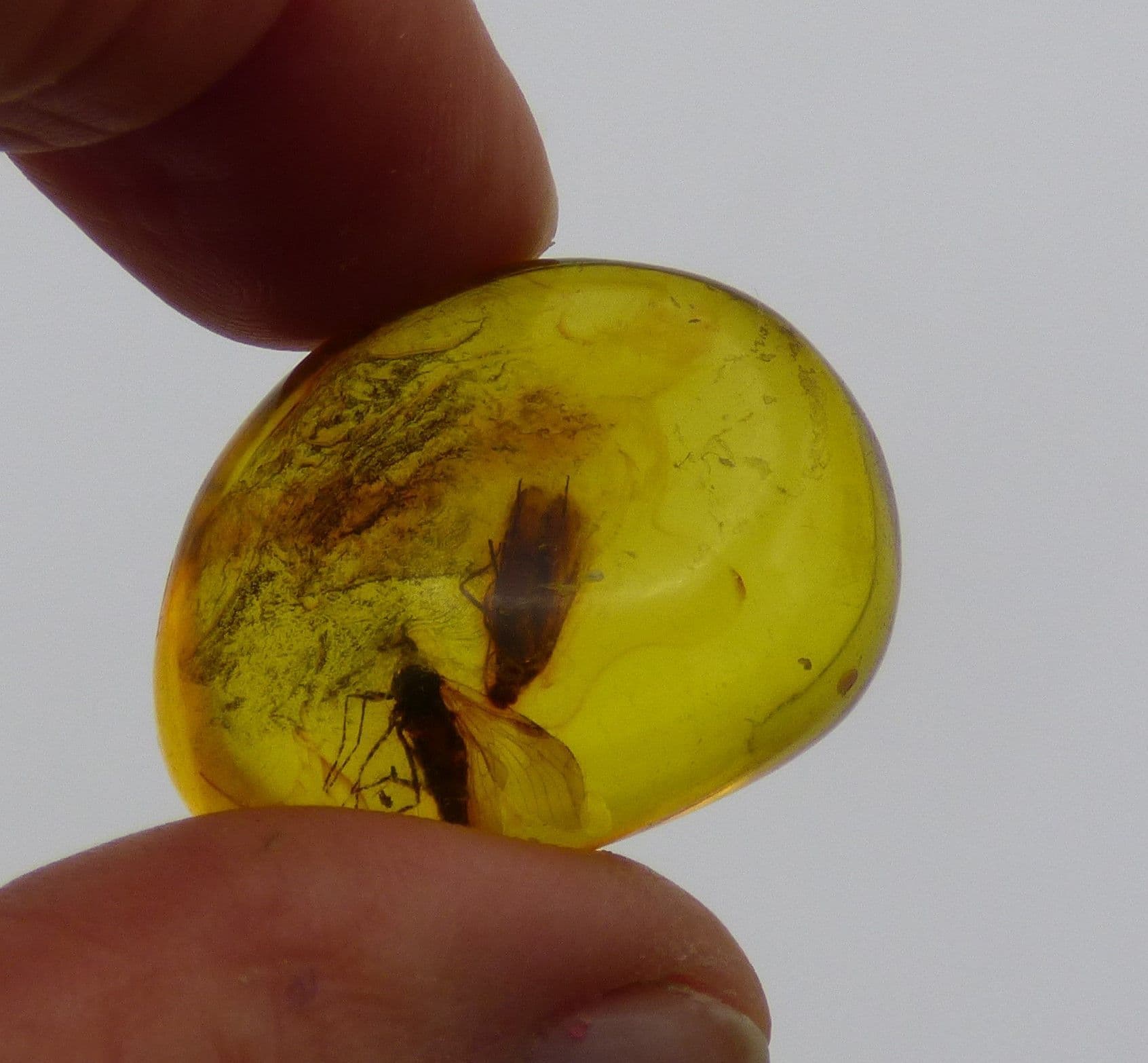 Pair of Flies in Pre historic Baltic  Amber  in Magnifying Box