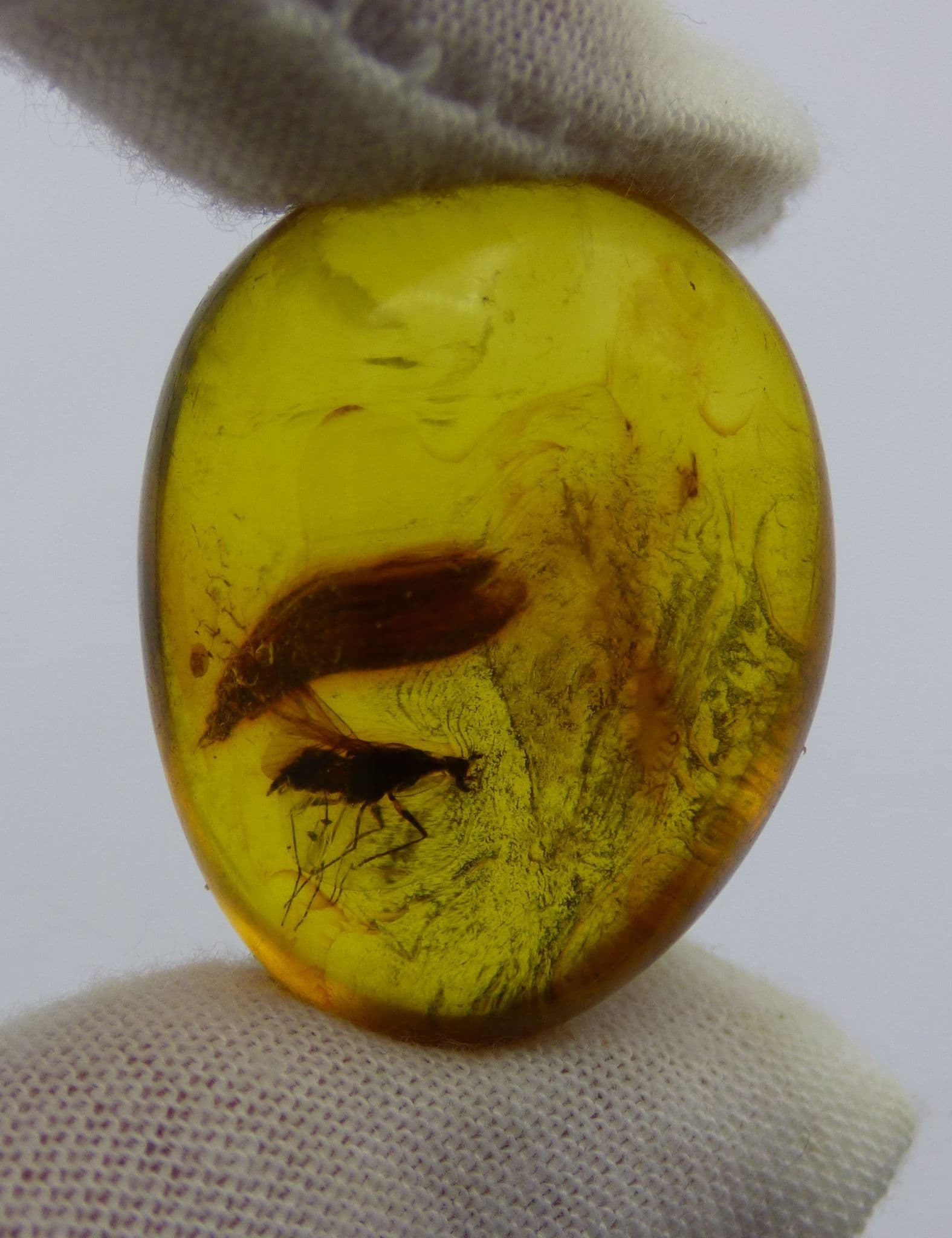 Pair of Flies in Pre historic Baltic  Amber  in Magnifying Box