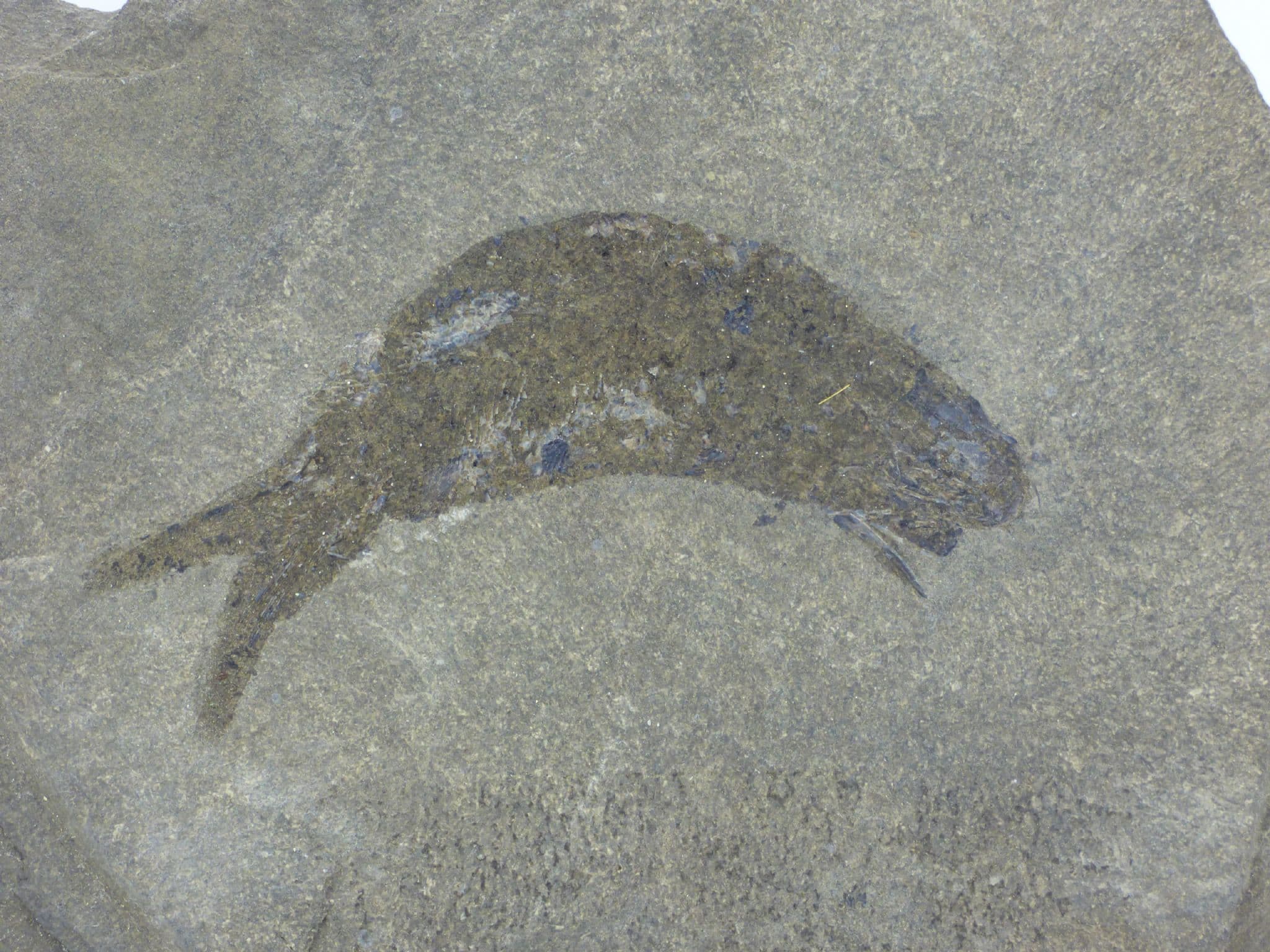 Permian Fossil Fish  Palaeoniscus with Display Stand