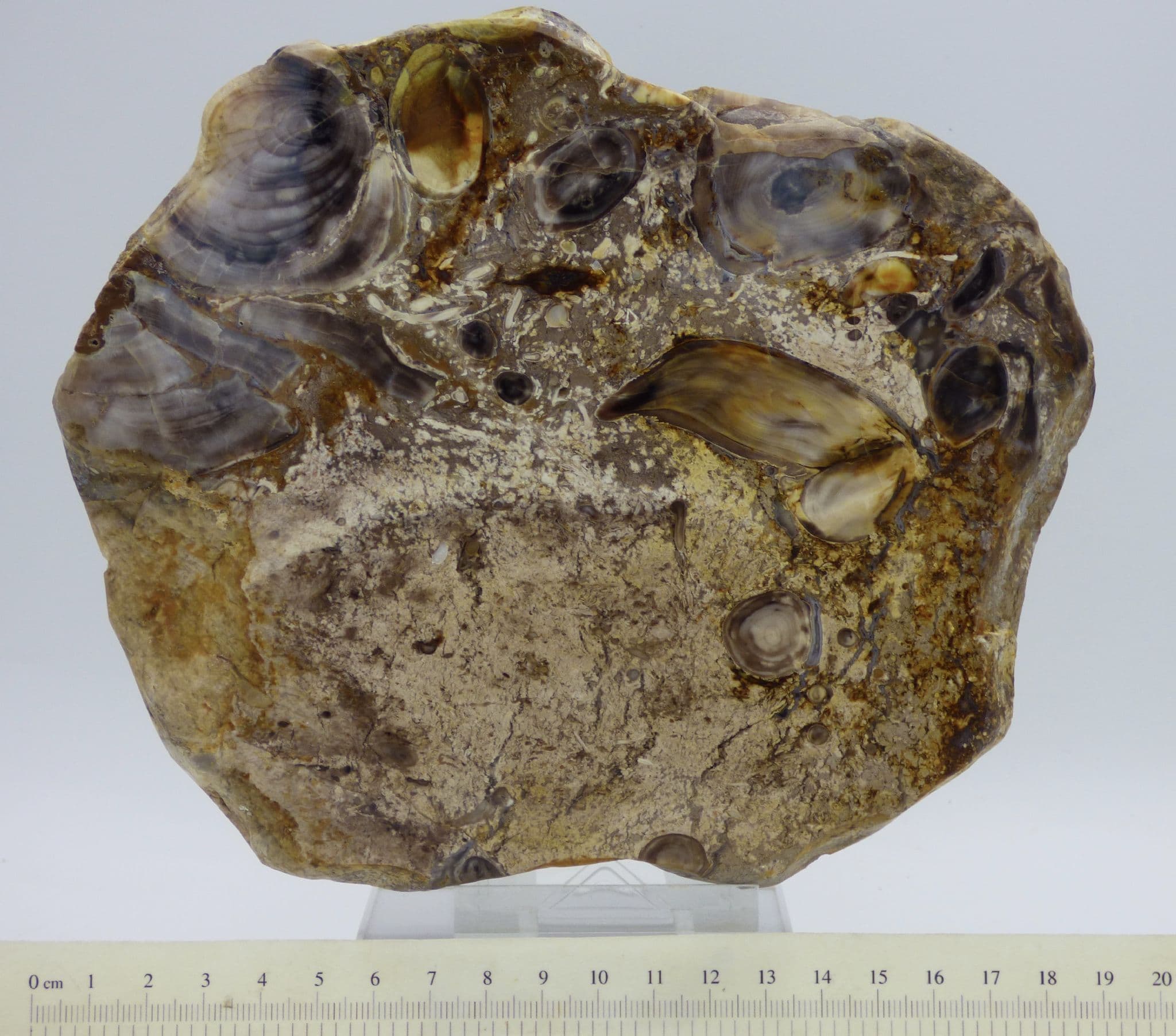 Petrified Fossil  Miocene Wood from Oregon