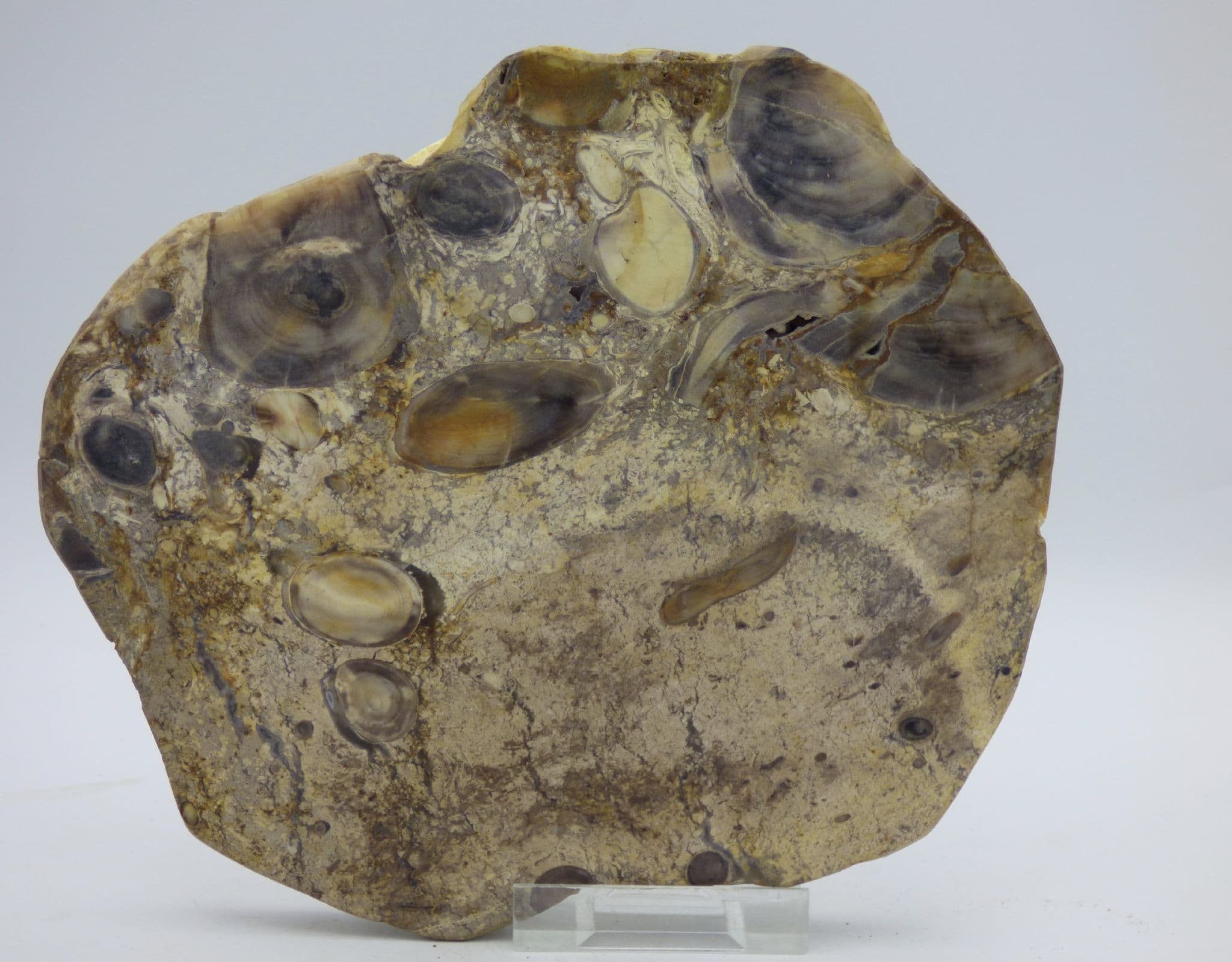 Petrified Fossil  Miocene Wood from Oregon