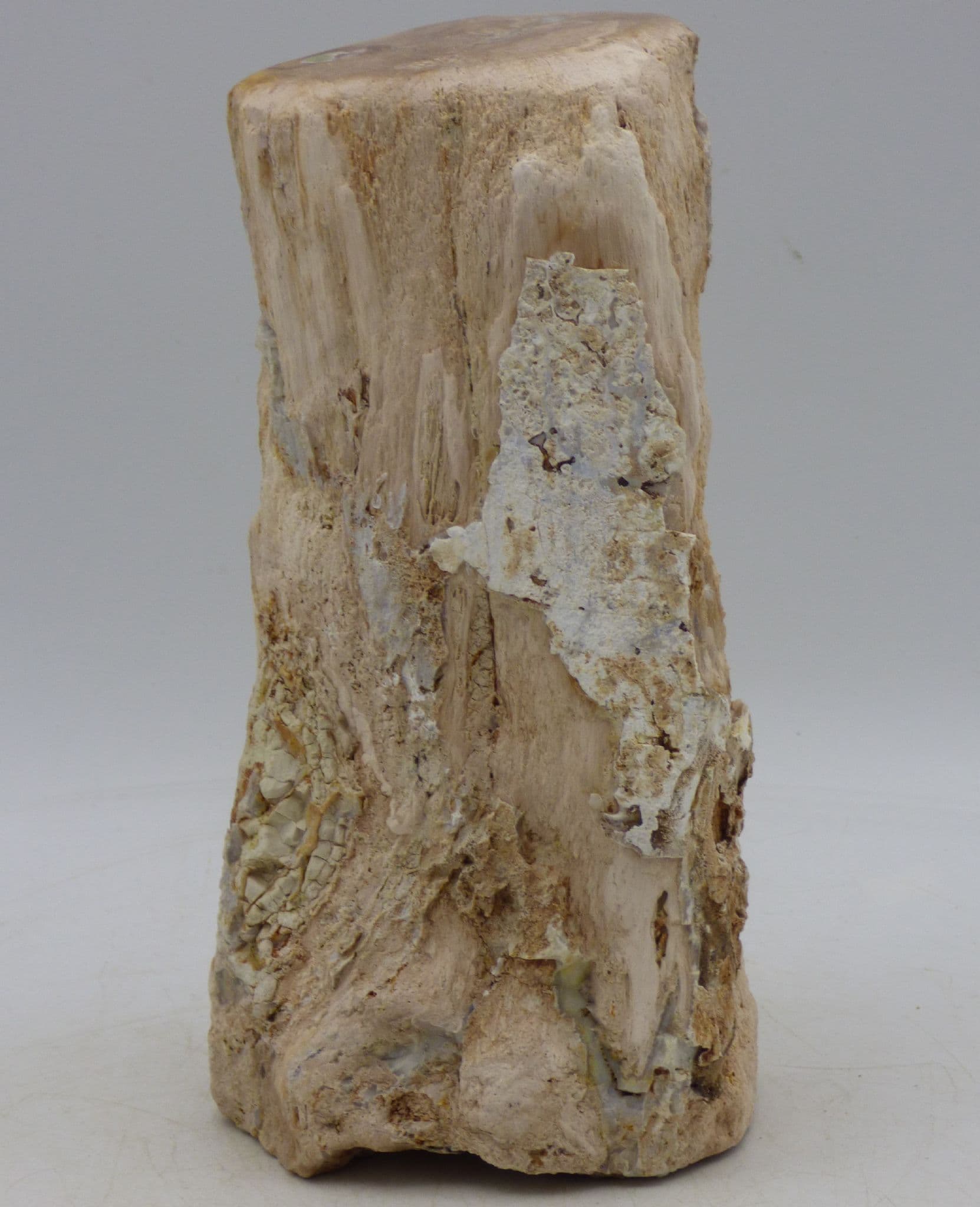 Petrified Fossil Wood Freestanding  Indonesia  Sp Dipterocarpus ( Magnoloa Familkg y) 1.1