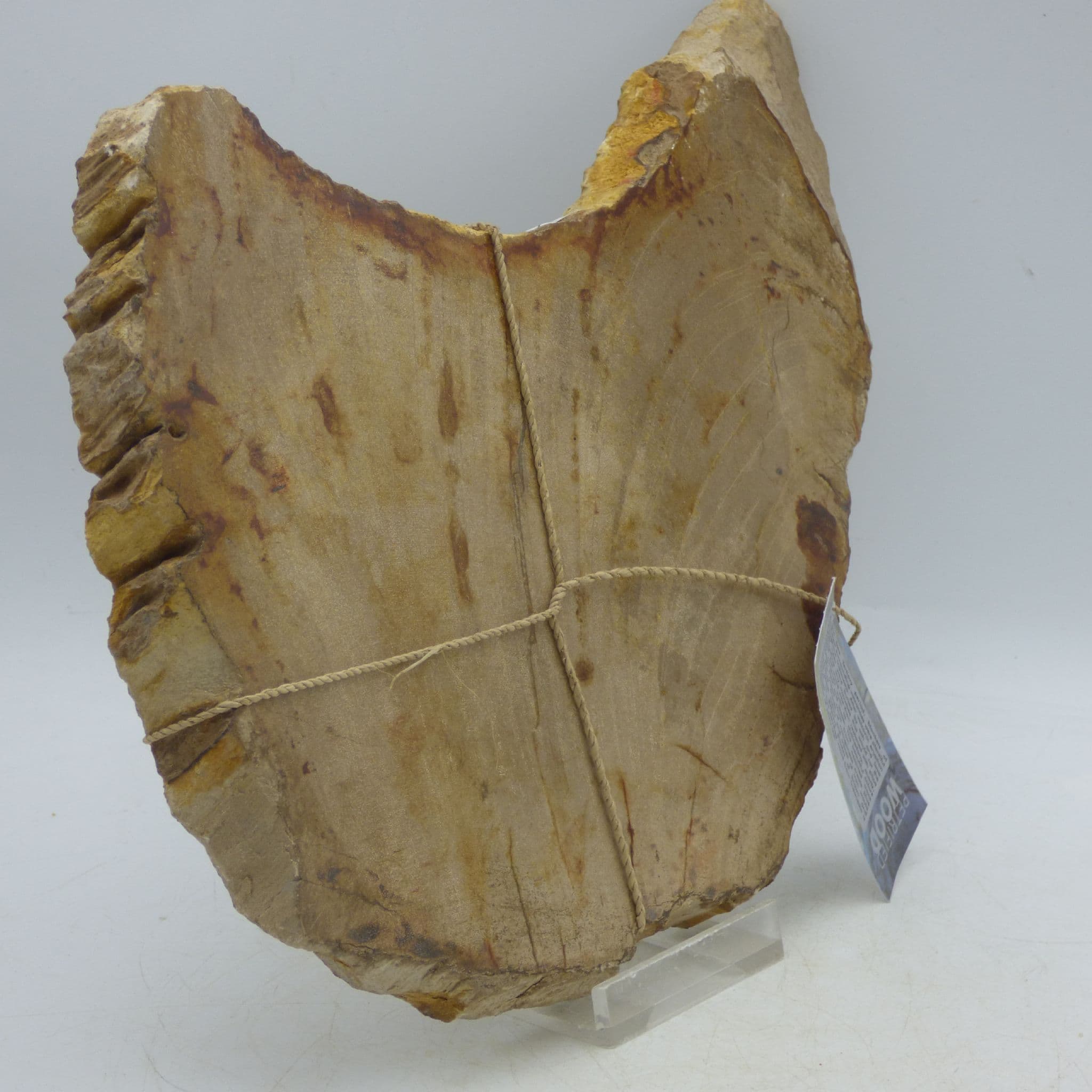 Petrified Fossil Wood Slice from Indonesia  Sp Dipterocarpus ( Magnoloa Family) 1.1 kg