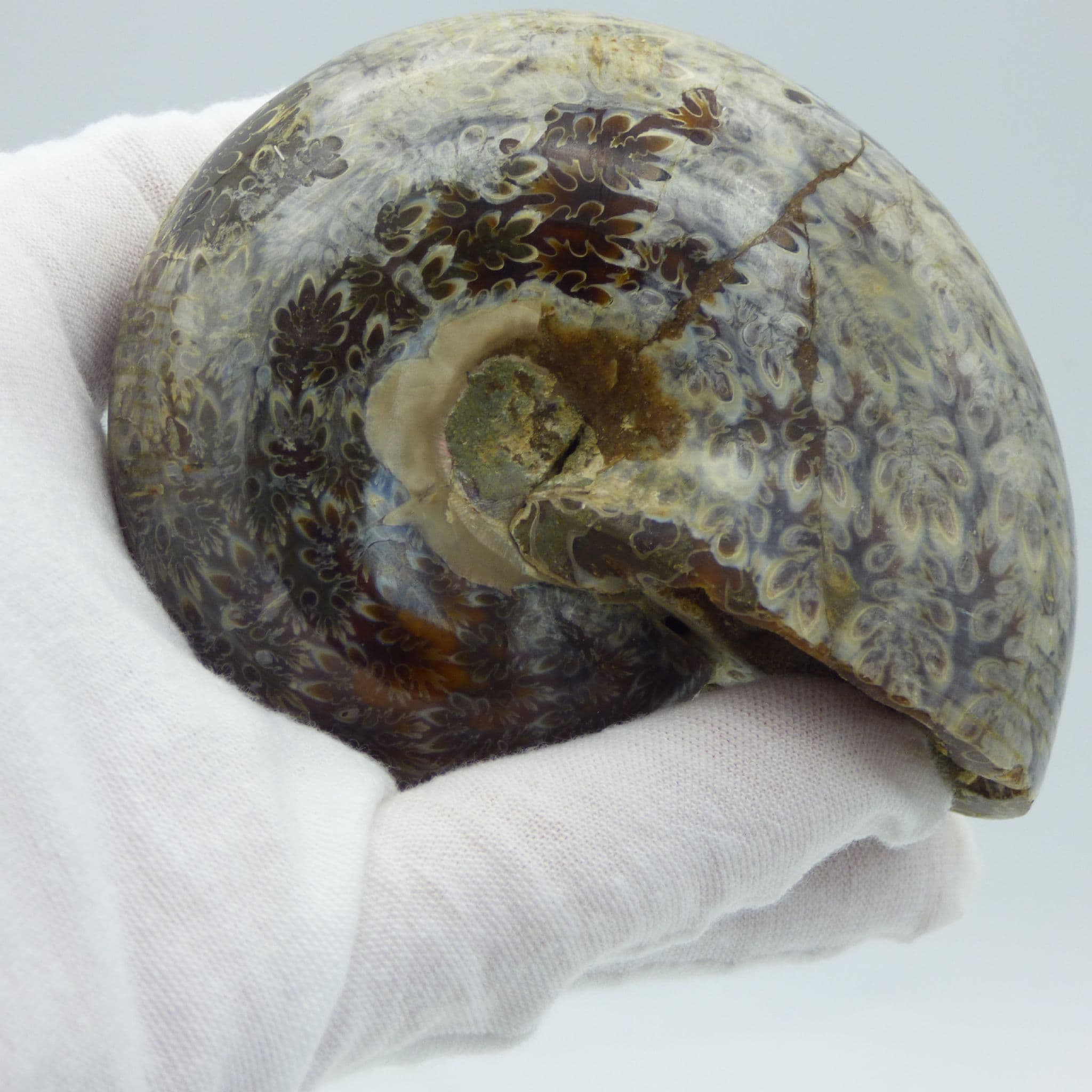 Phylloceras Ammonite Fossil from Madagascar with Display Stand (1)