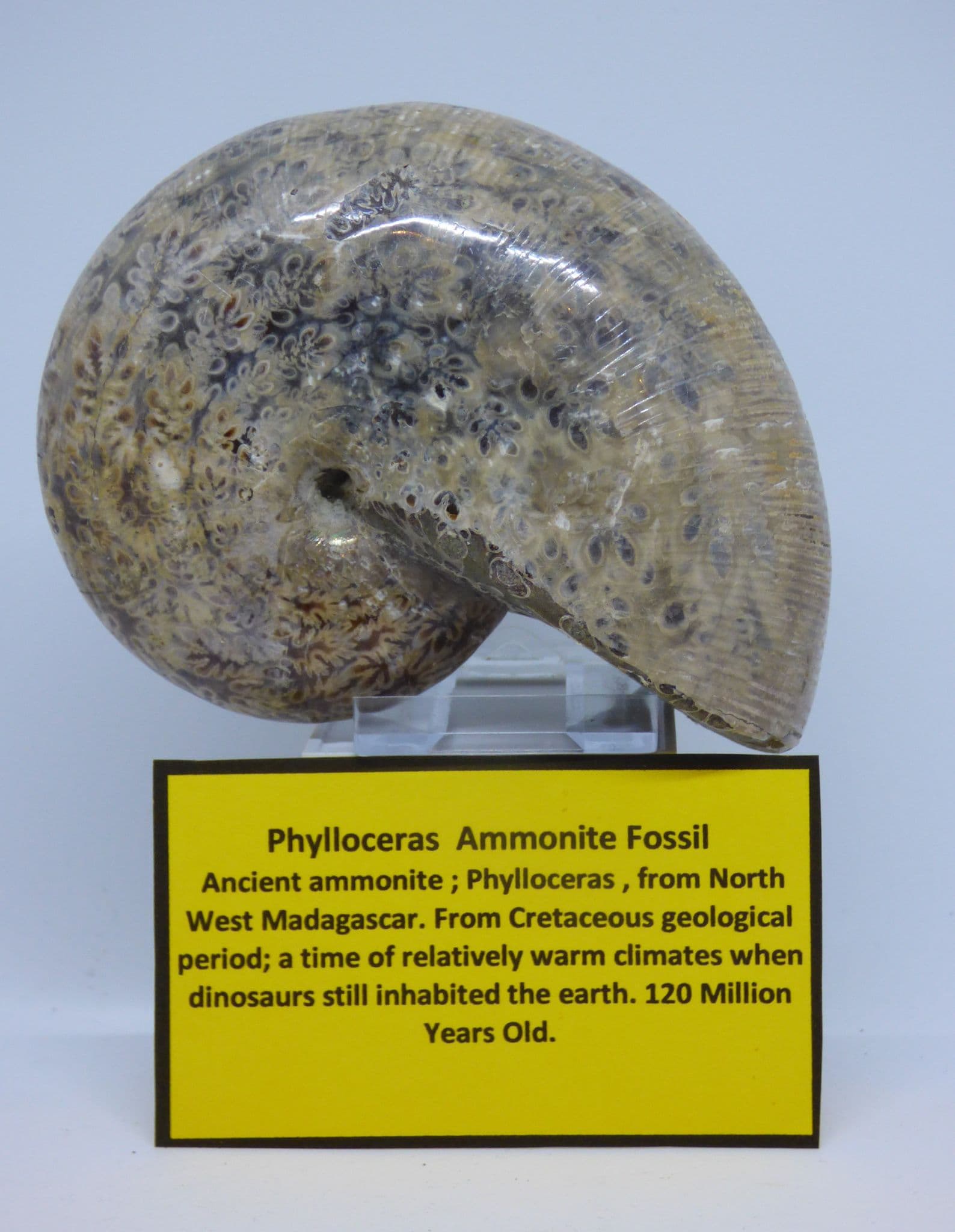 Phylloceras Ammonite Fossil from Madagascar with Display Stand