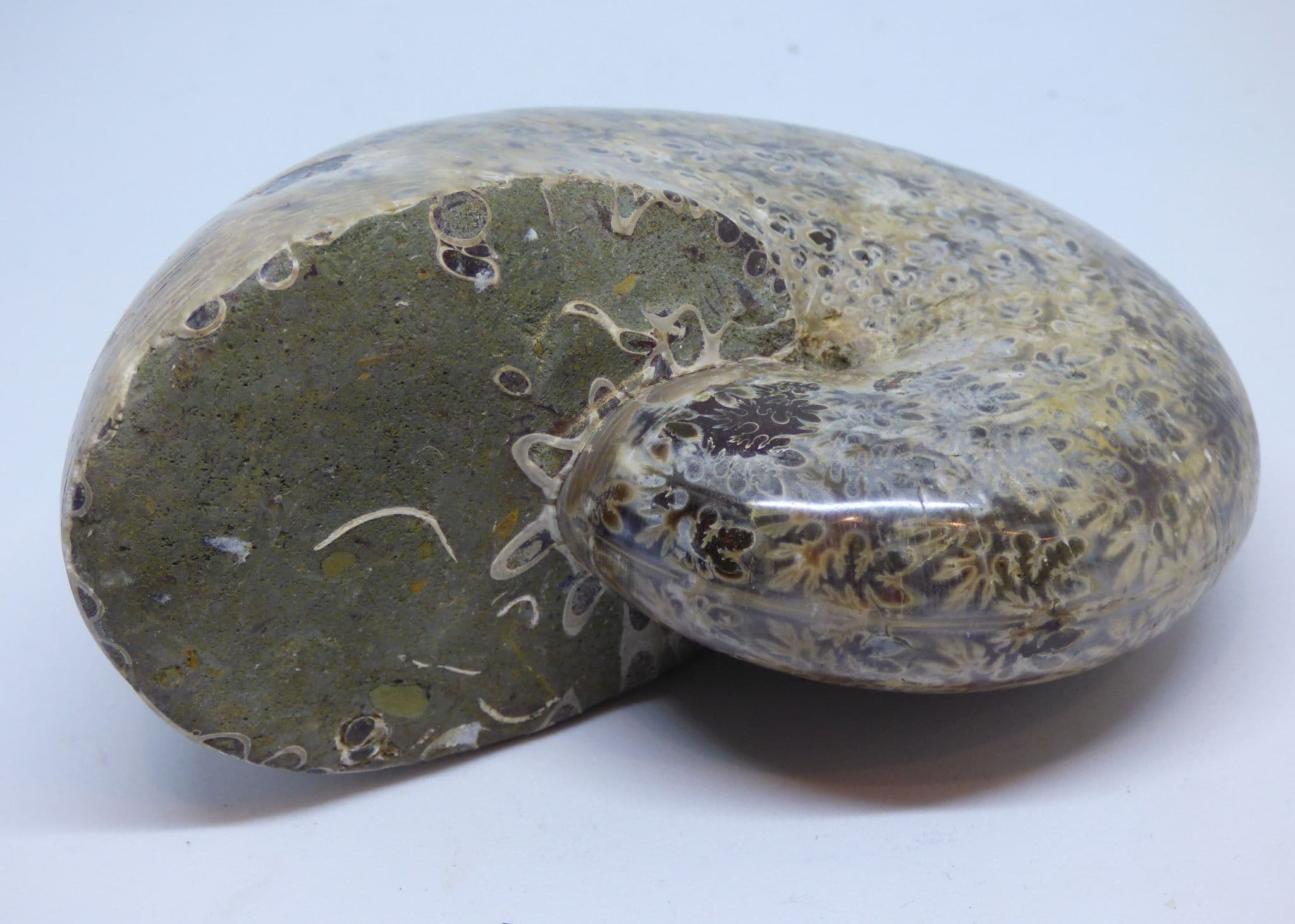 Phylloceras Ammonite Fossil from Madagascar with Display Stand