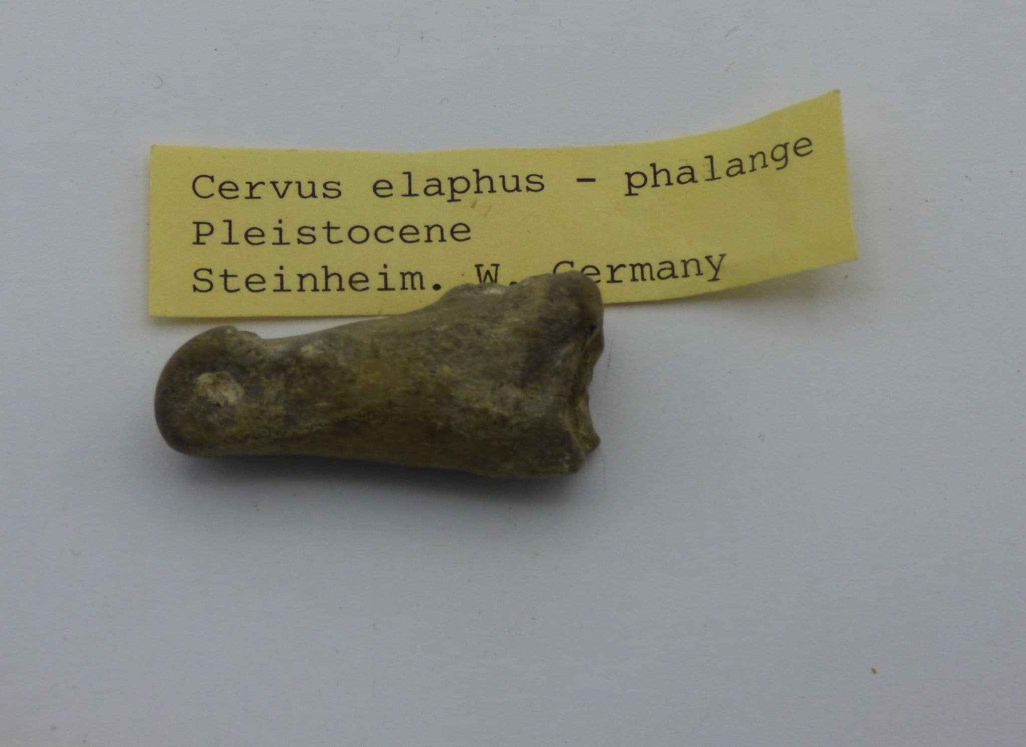 Pleistocene Fossilised Red Deer Phlange Bone Cervphus Elaphus Germany