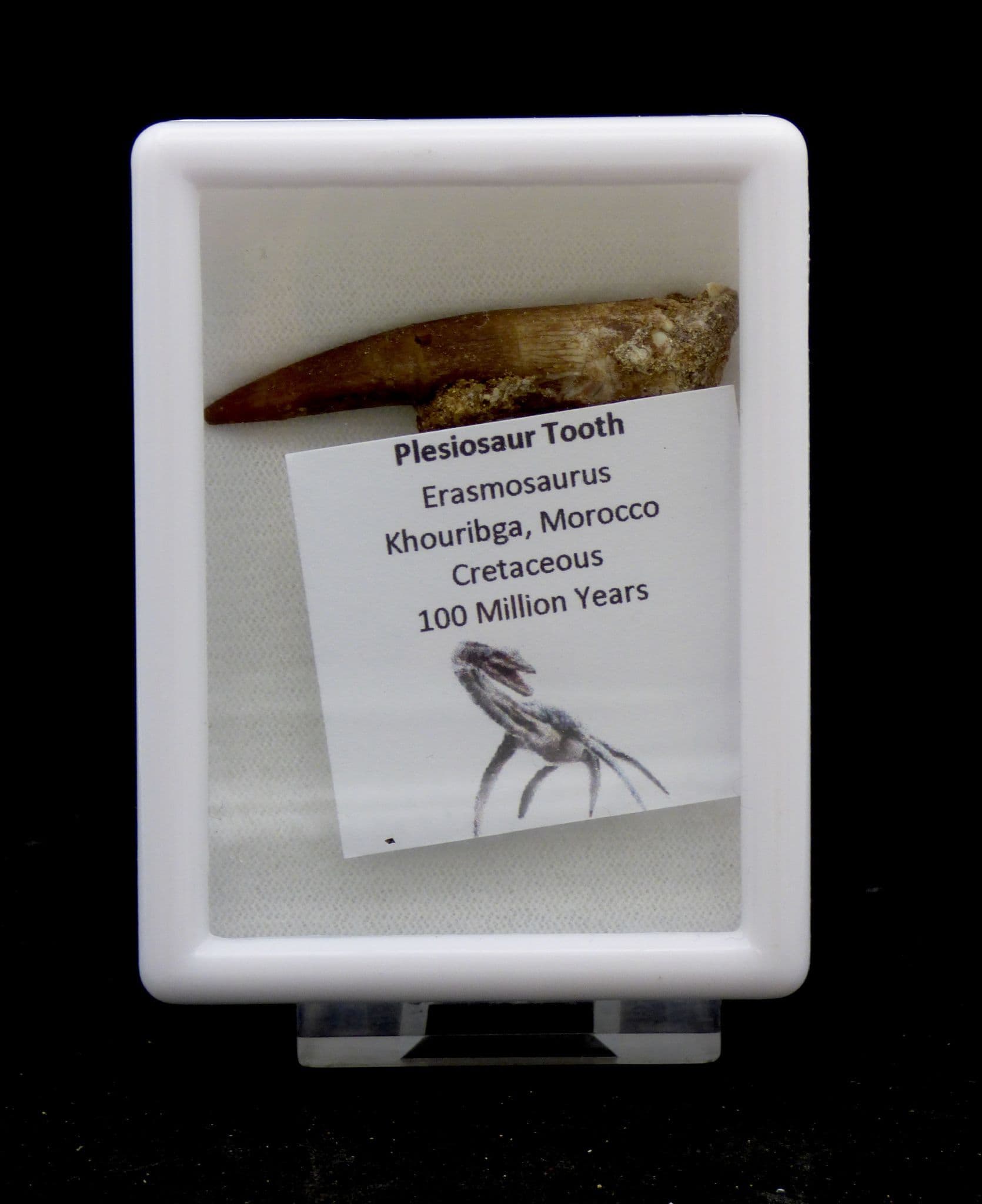 Plesiosaur Marine Reptile  Fossil Tooth 100 MYO Glass Fronted Display Case (1)