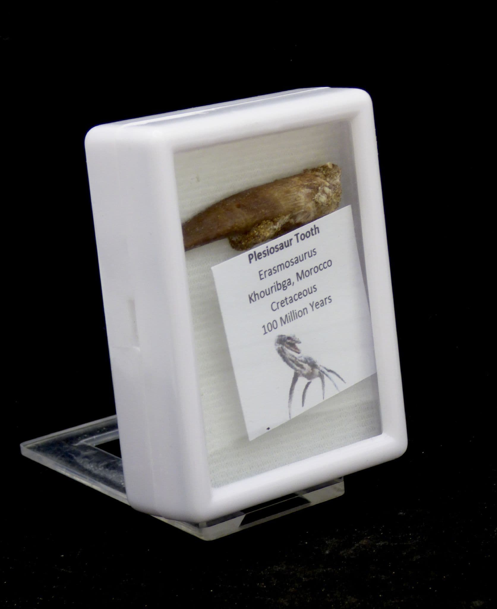 Plesiosaur Marine Reptile  Fossil Tooth 100 MYO Glass Fronted Display Case (1)