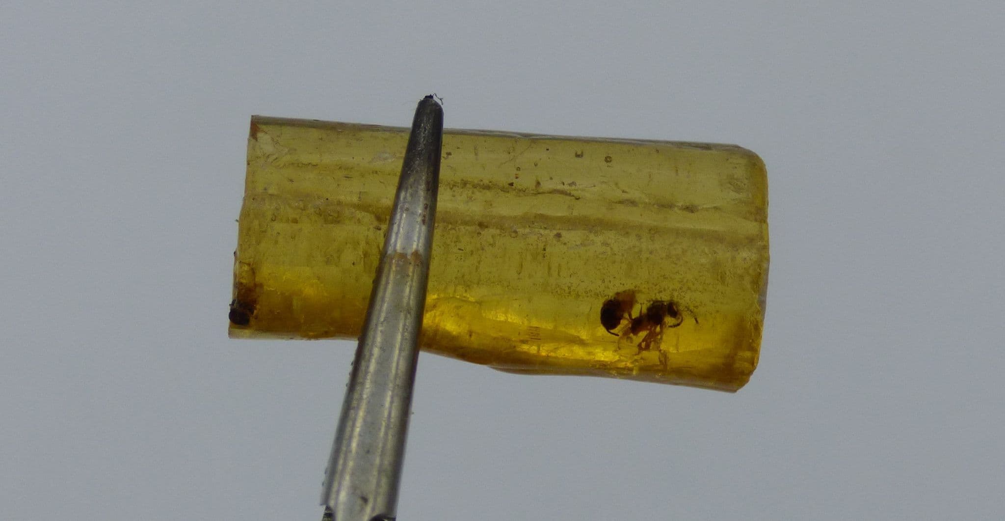 Polished Natural Copal with Ants in Magnifier Box