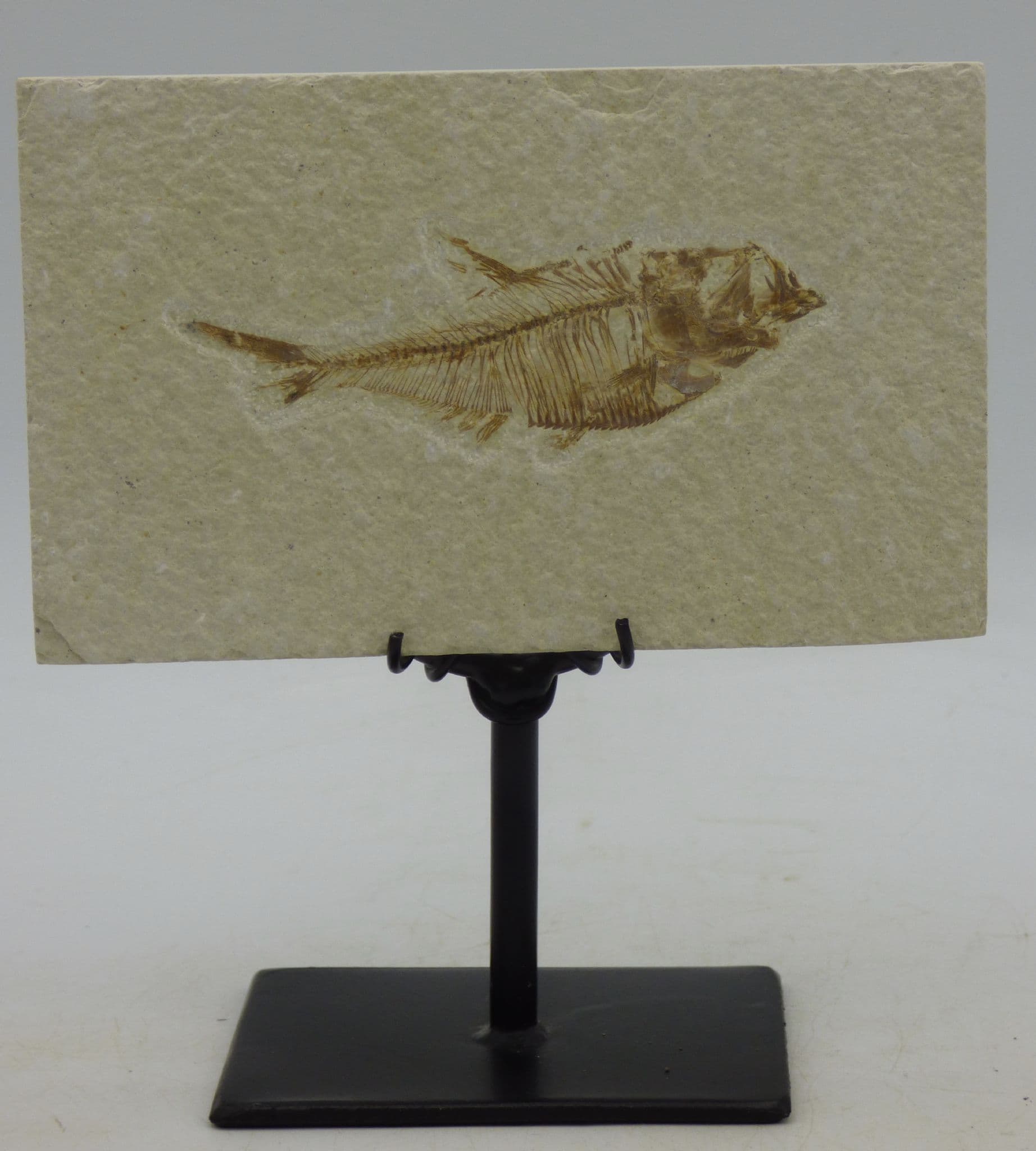 Prehistoric Fossil Fish 48 MYO Eocene Hand Crafted Steel Stand