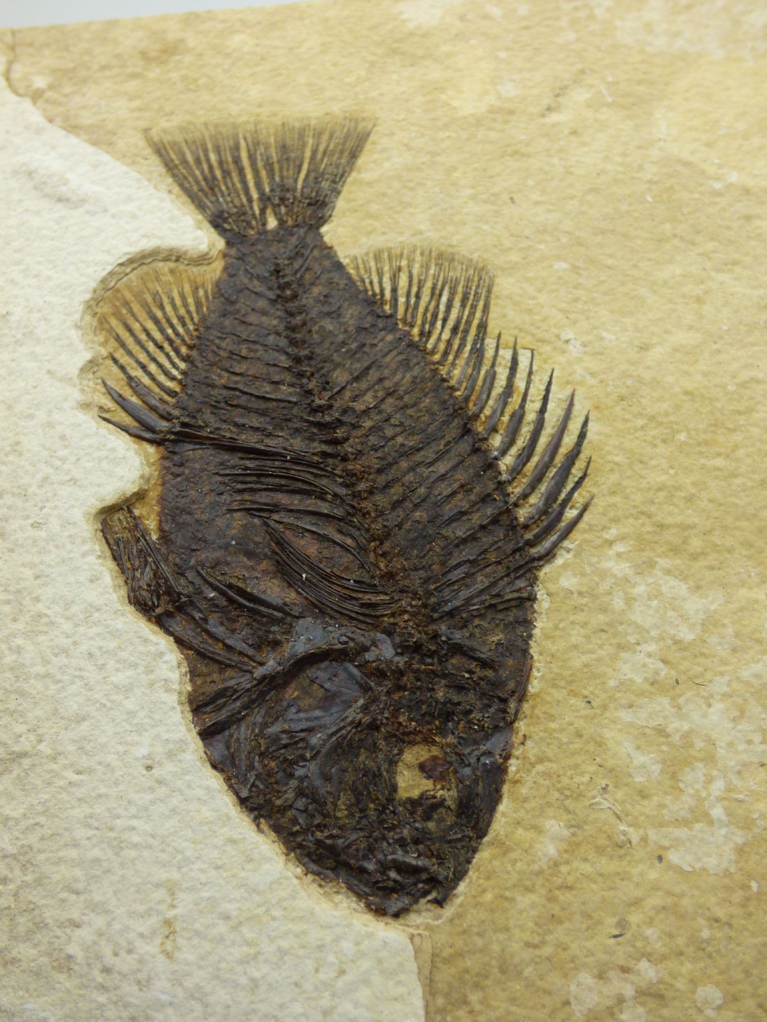 Priscacara Superb Detail Green River Formation Fossil