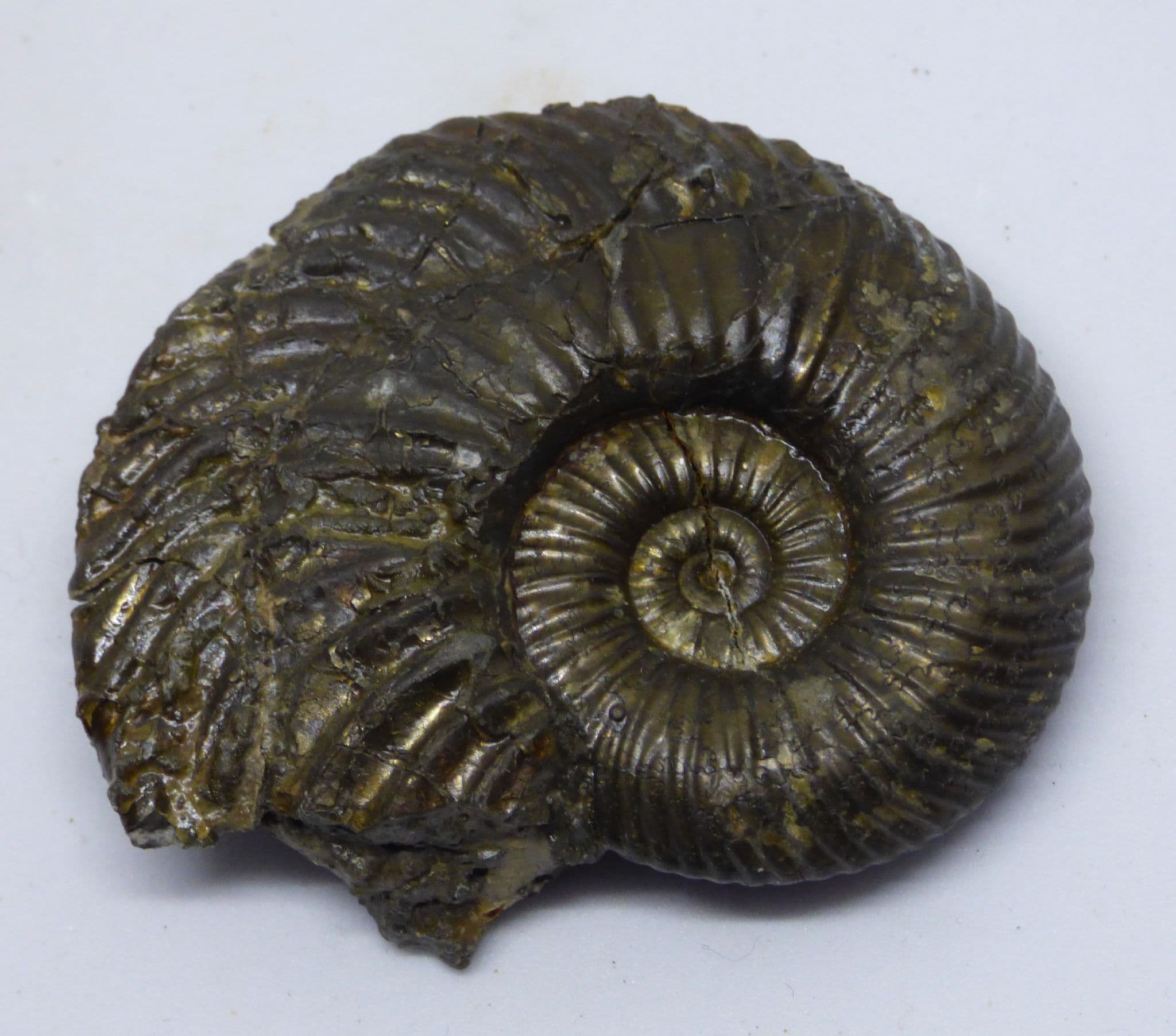 Pyritized  Jurassic Fossil Ammonite  Kosmoceras